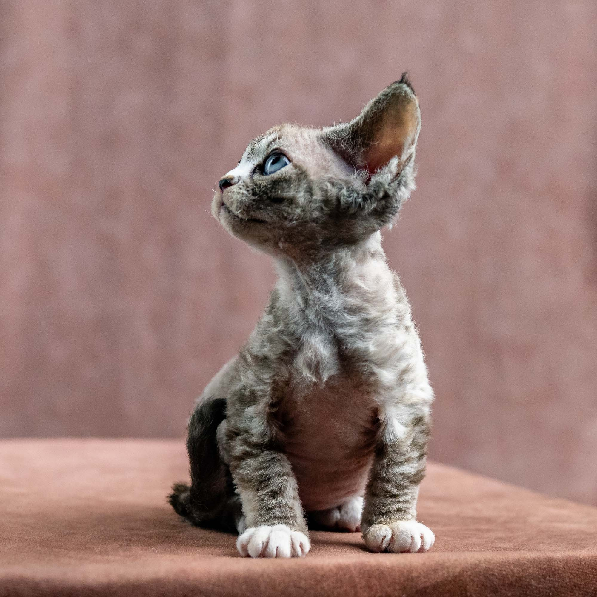 Kasia,  girl, born 07.02.2025. Devon Rex Pixie Cattery