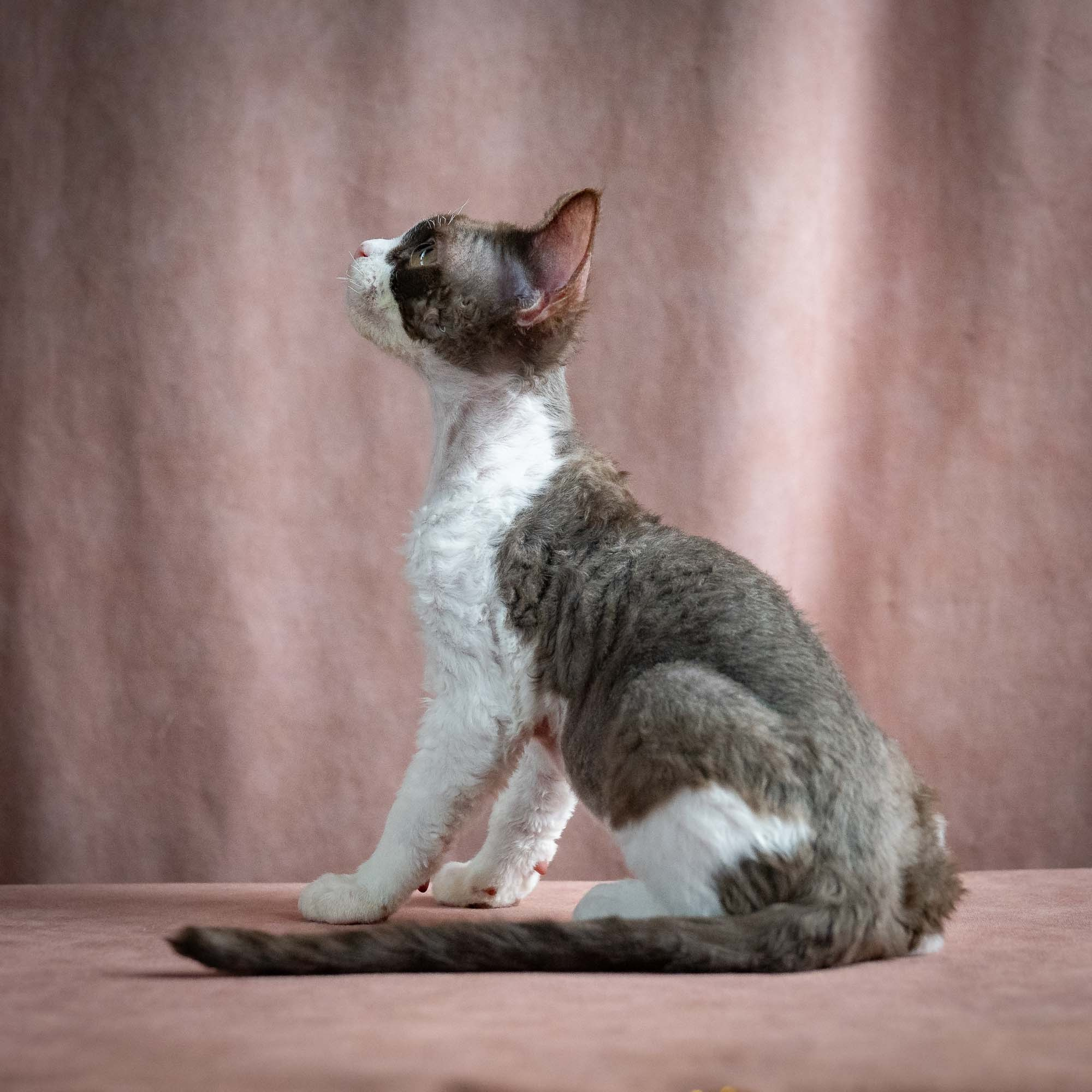Pascal, boy, born 02.11.26. Devon Rex Pixie Cattery