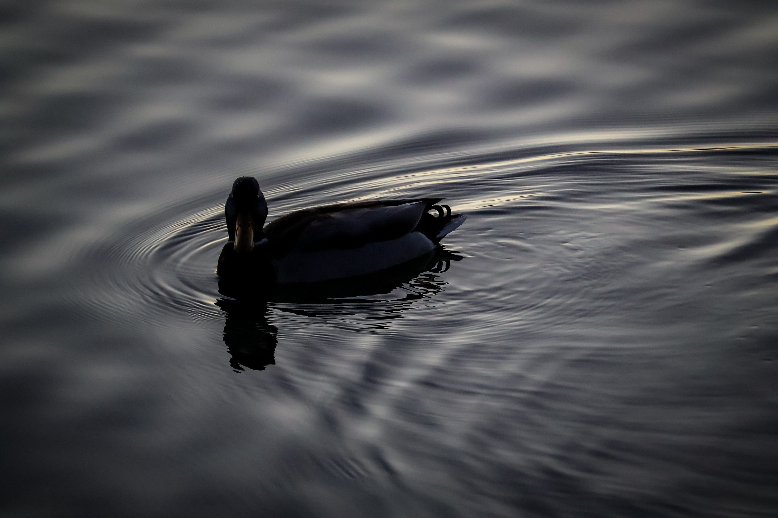 A drake in dark water