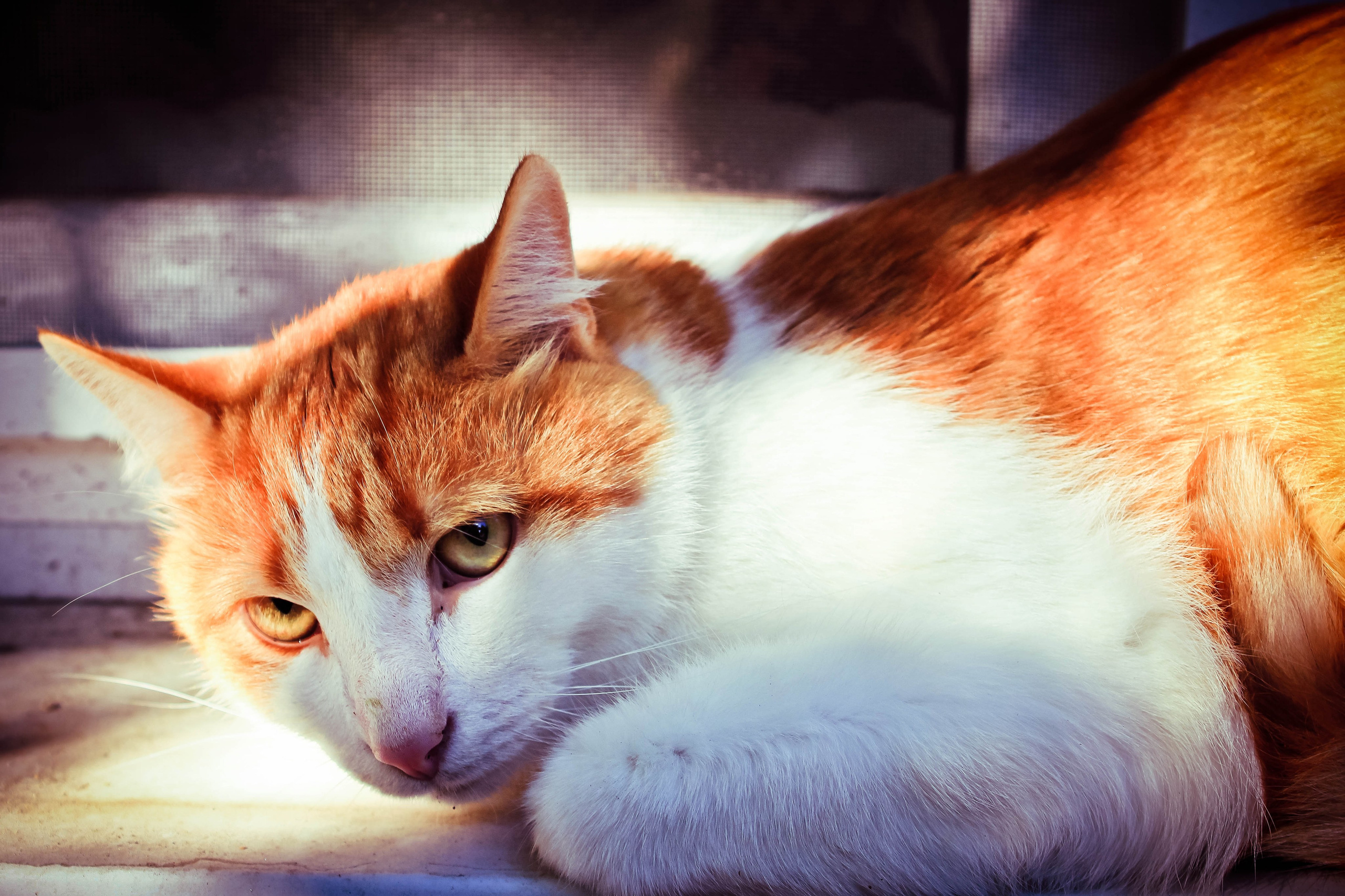 2011. Стрит-фотография, полная абсурда, идиотизма и красоты