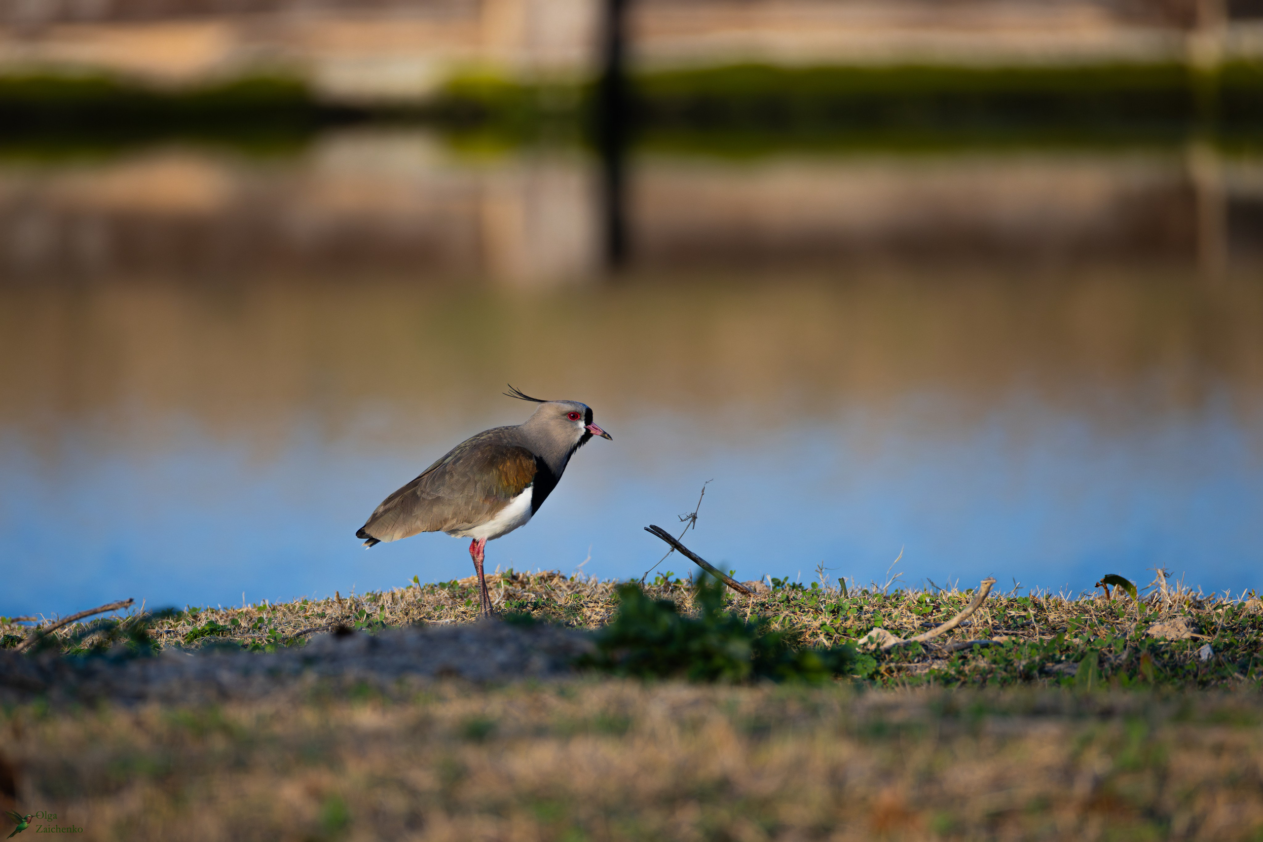 WildLife. Фотограф в Буэнос-Айресе