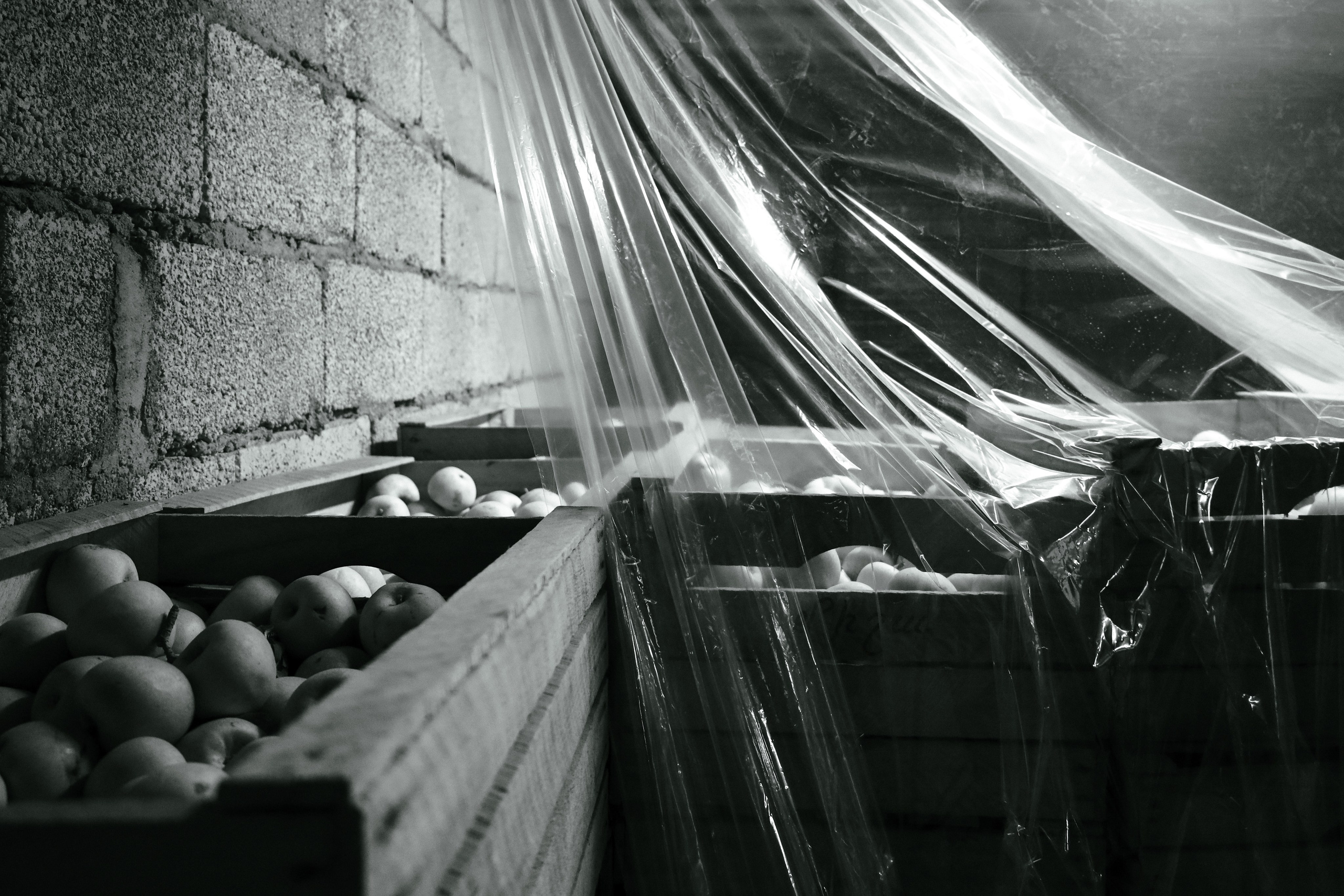 Factory reportage (hand-crafted cider). Asmikiam