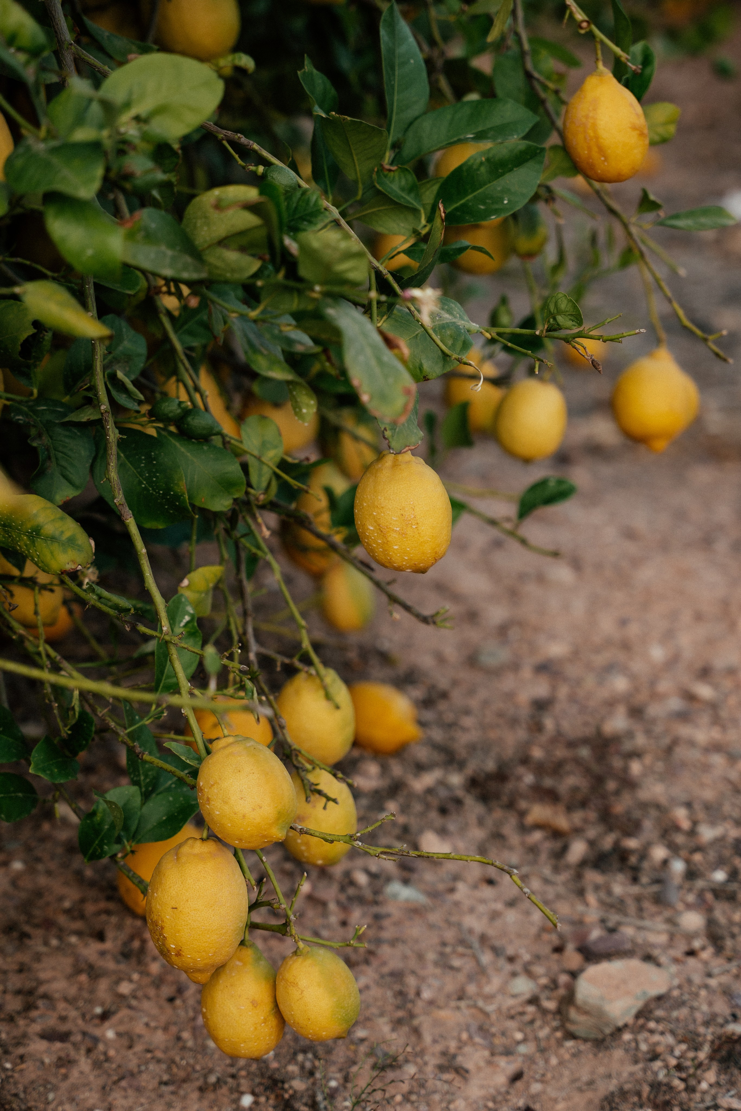 Gonzalo & Maria (Murcia)