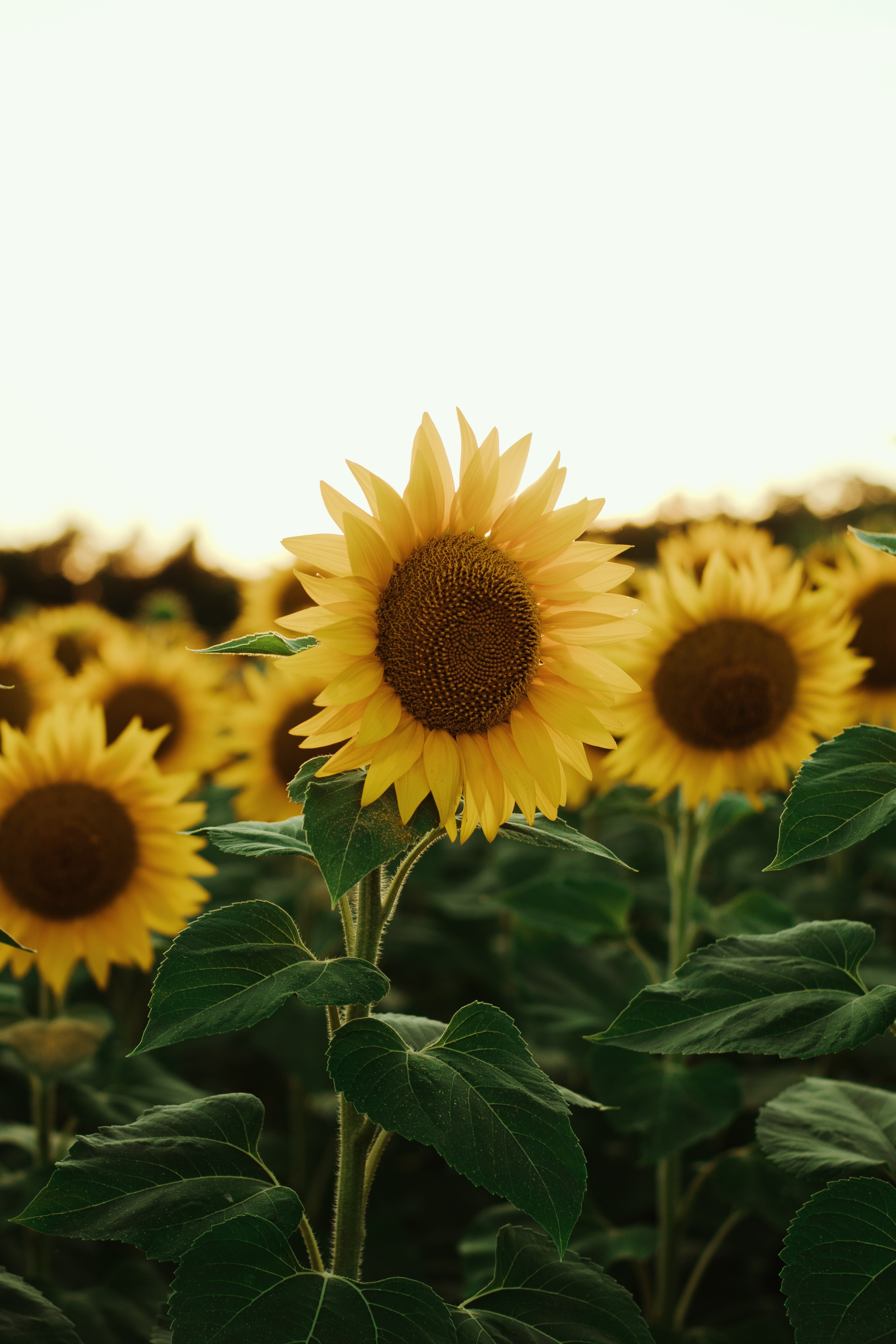 U prirodi. Wedding & Family photographer Jelena Anđelić