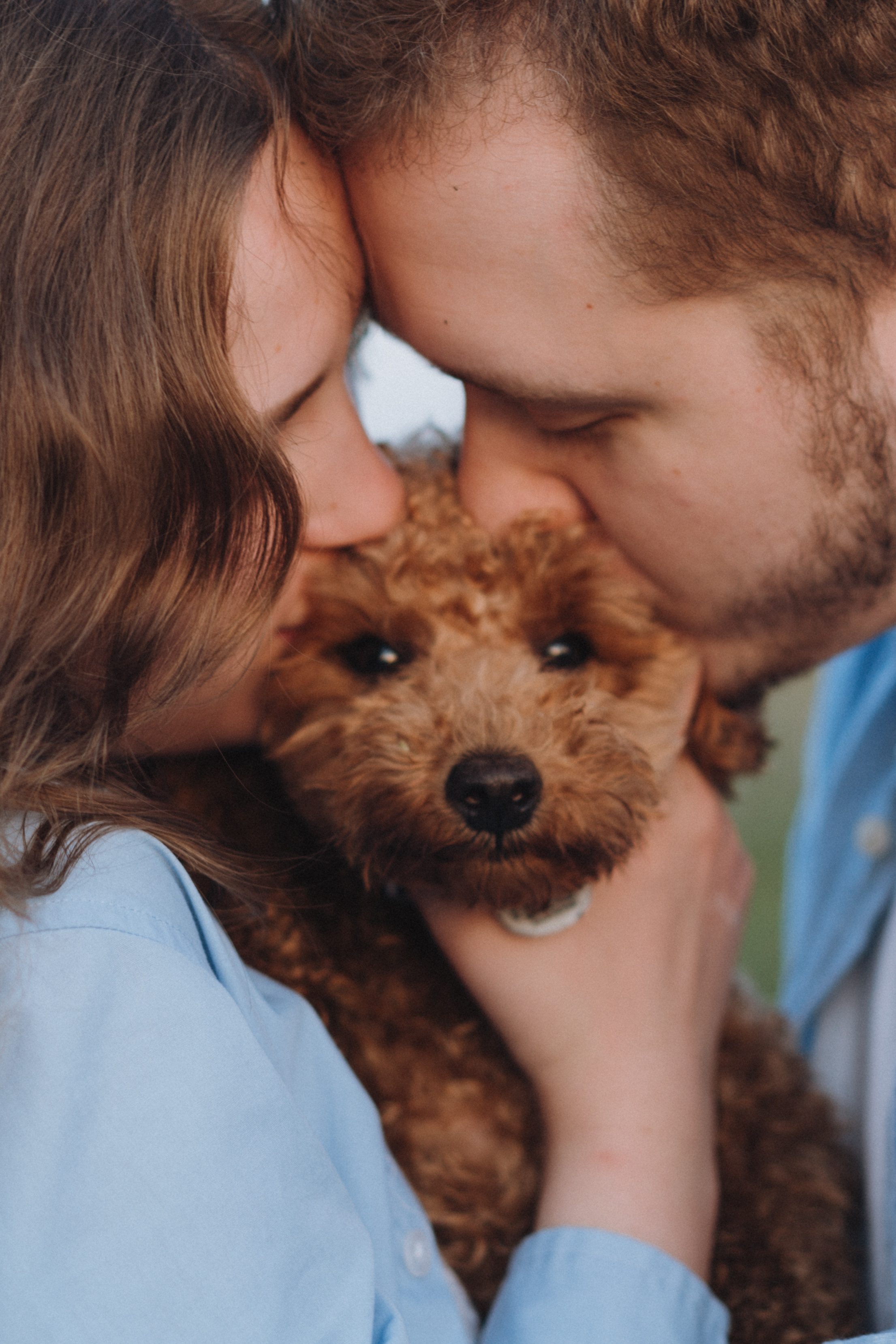 A Sunset Story in the Lupine Fields. Evgeniia Pavlova Photography