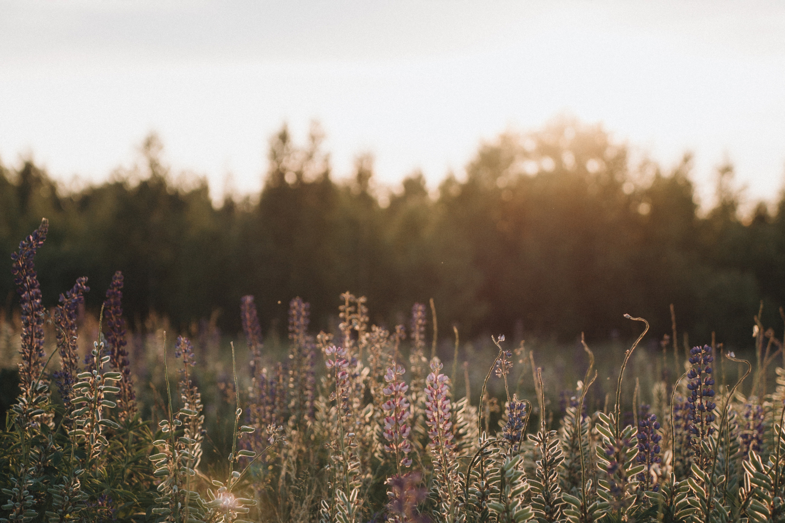 A Sunset Story in the Lupine Fields. Evgeniia Pavlova Photography