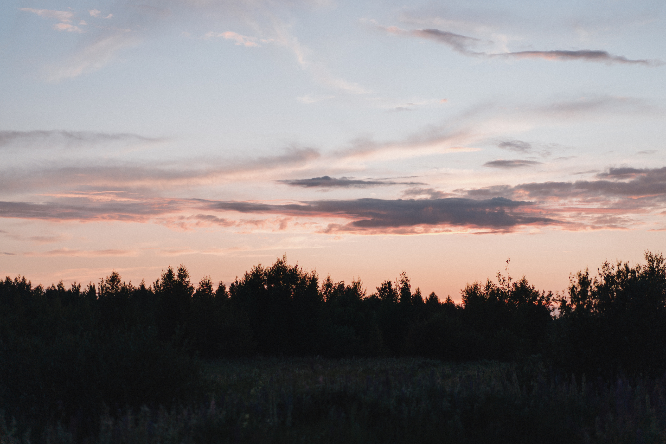 A Sunset Story in the Lupine Fields. Evgeniia Pavlova Photography