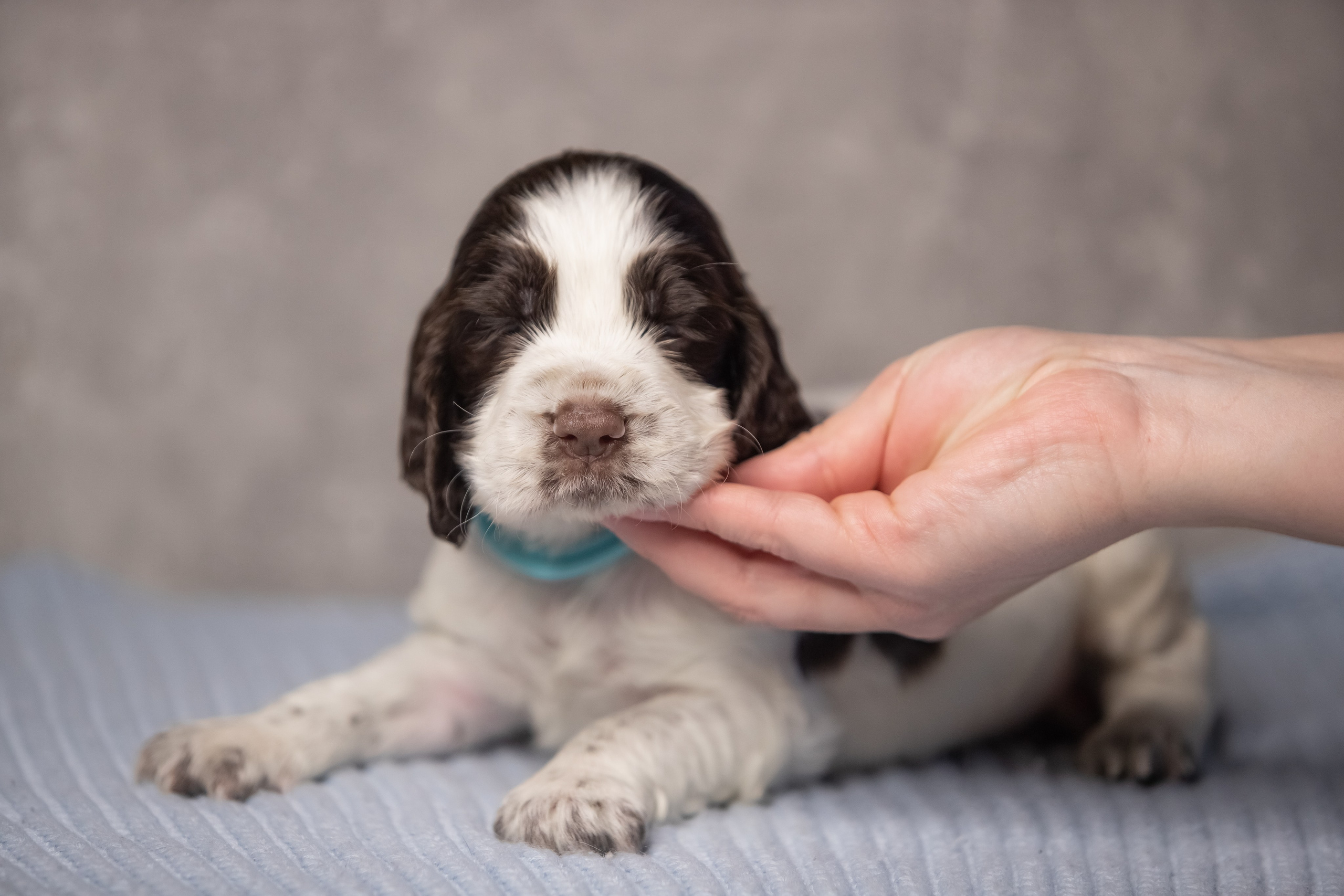 Male — Blue collar 💙. Website of the titled stud dog of the Springer Spaniel breed