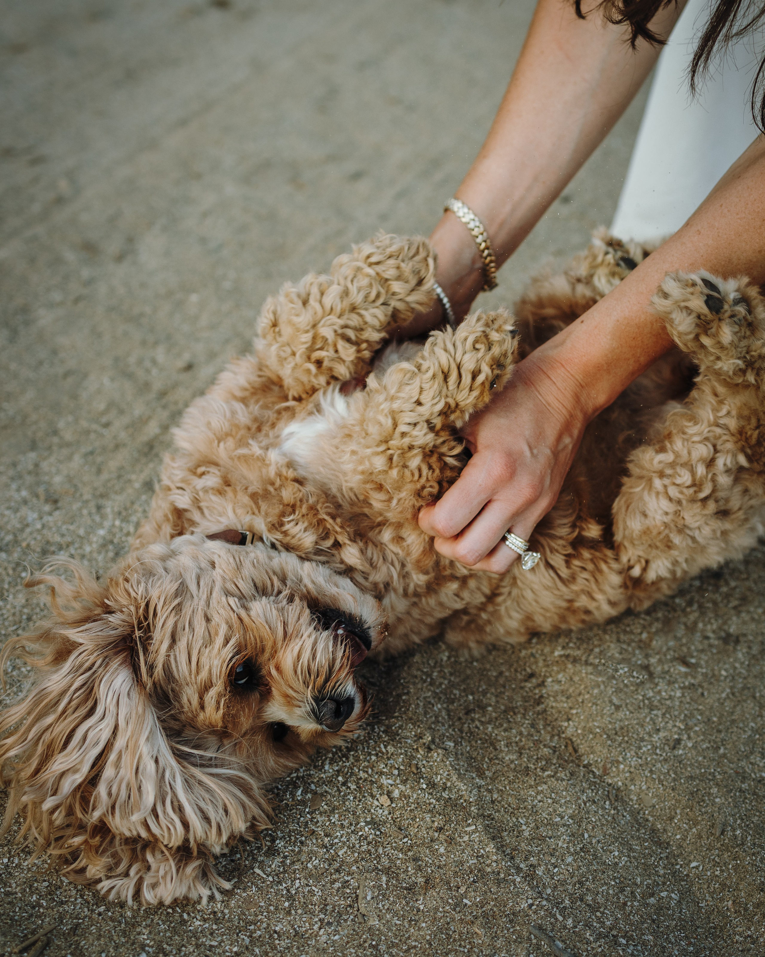 Sunny & Elizabeth. Pet Photographer Viktoriya Aleshenko