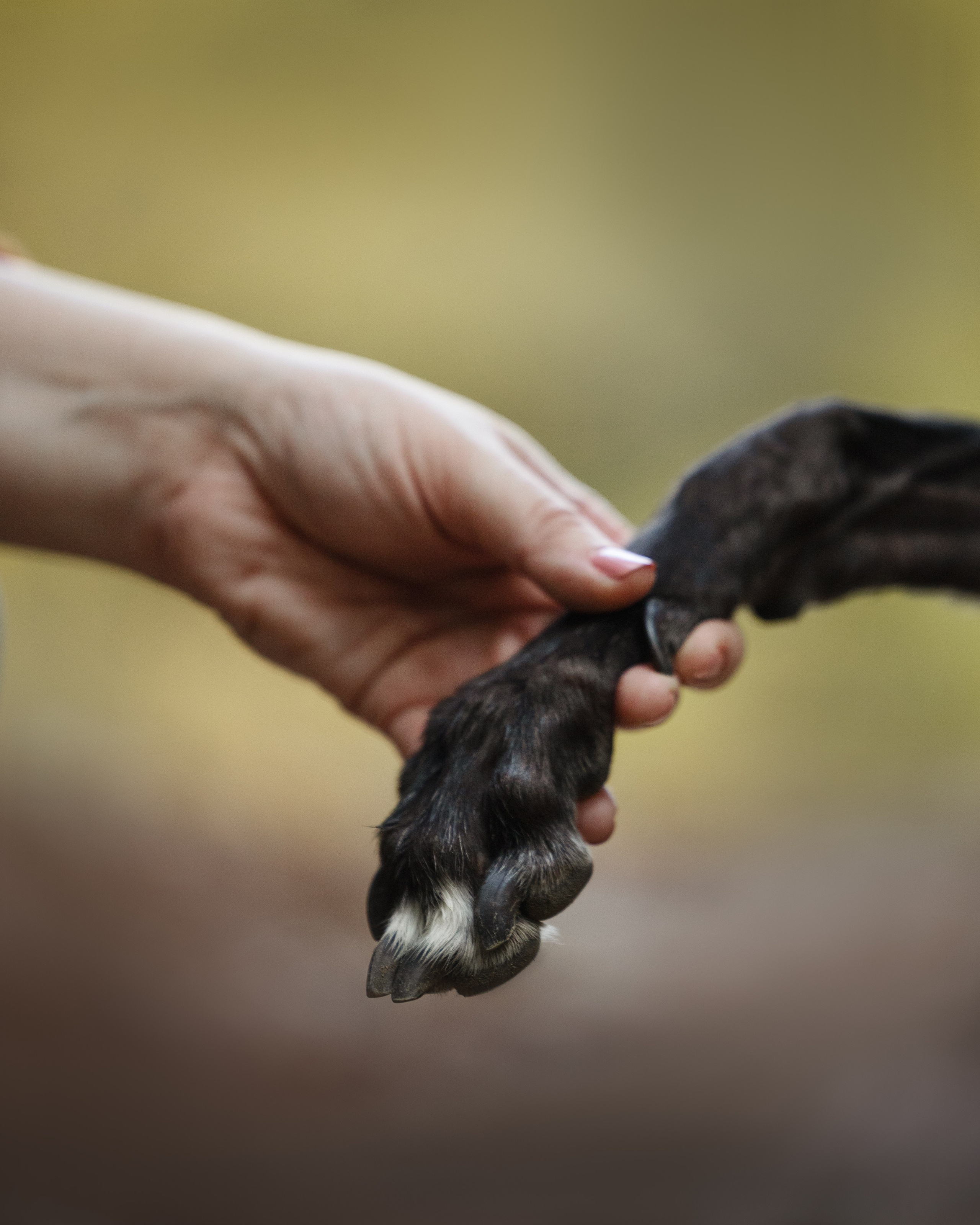 Tilly, Kati & Landon. Pet Photographer Viktoriya Aleshenko