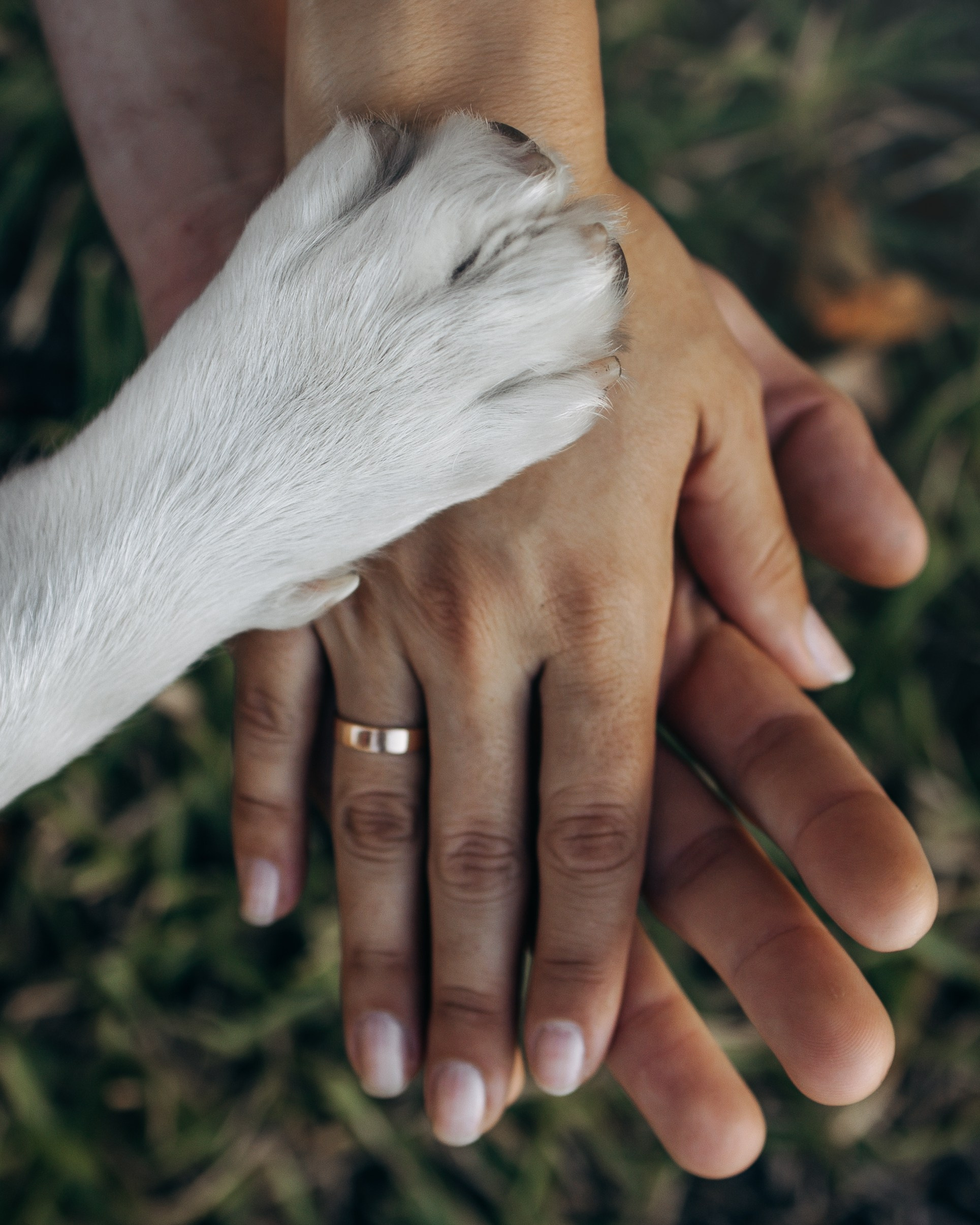 Gru, Marta & Vladimir. Pet Photographer Viktoriya Aleshenko
