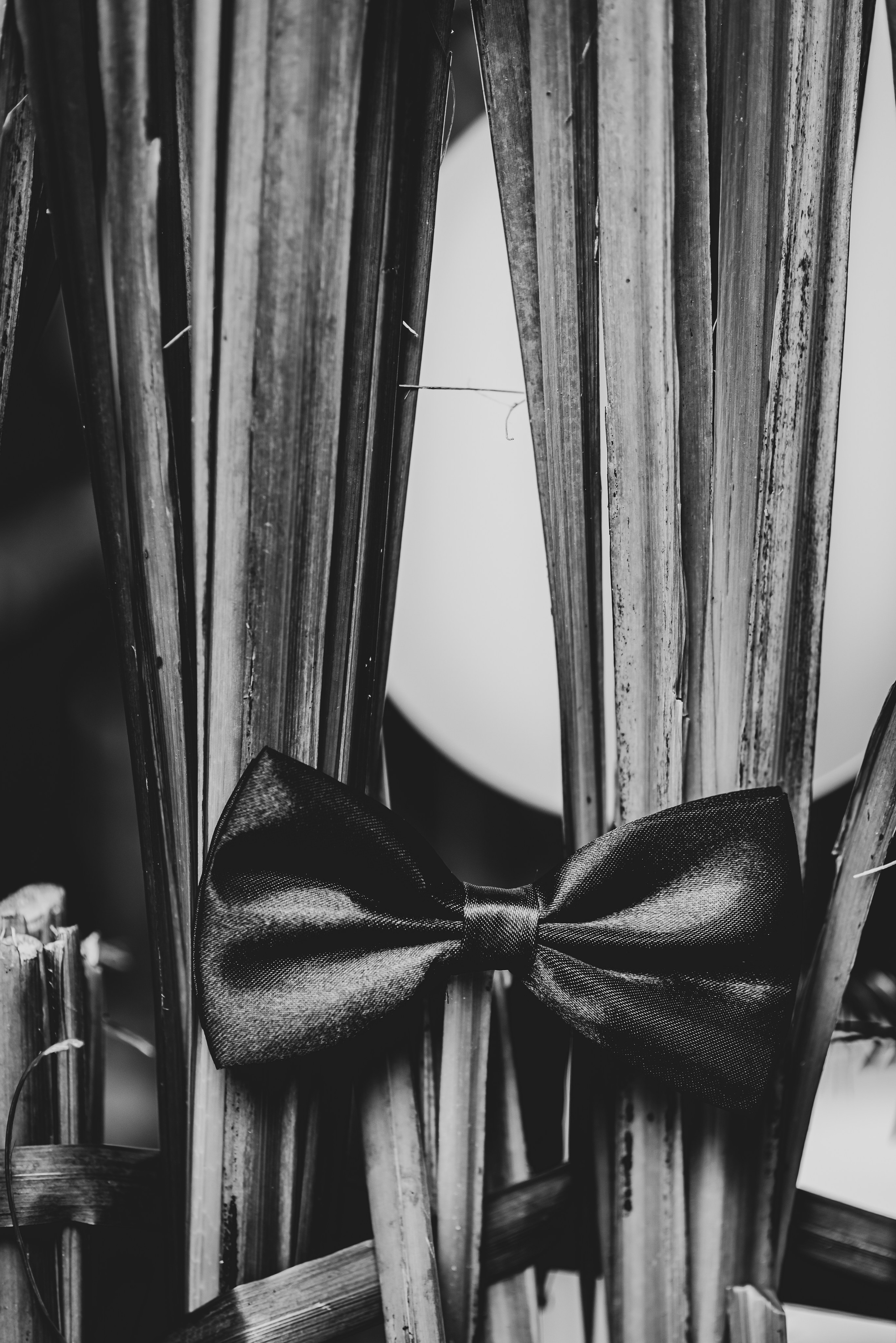 Elena & Costin. Giani Maftei