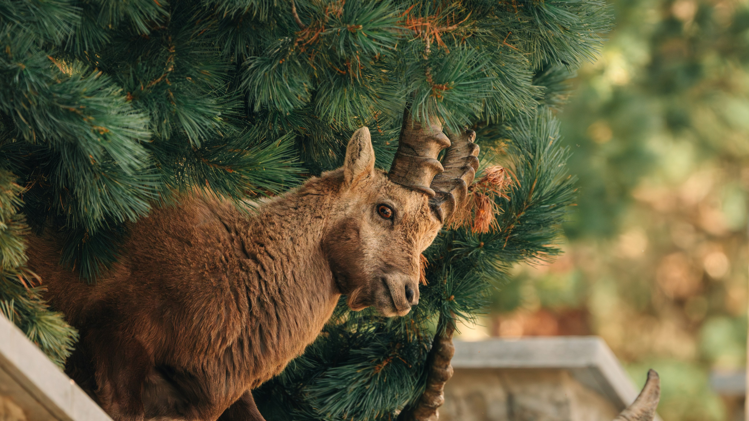 Capricorns in Pontresina. Lutsenko Visuals — Photography & Visual Content