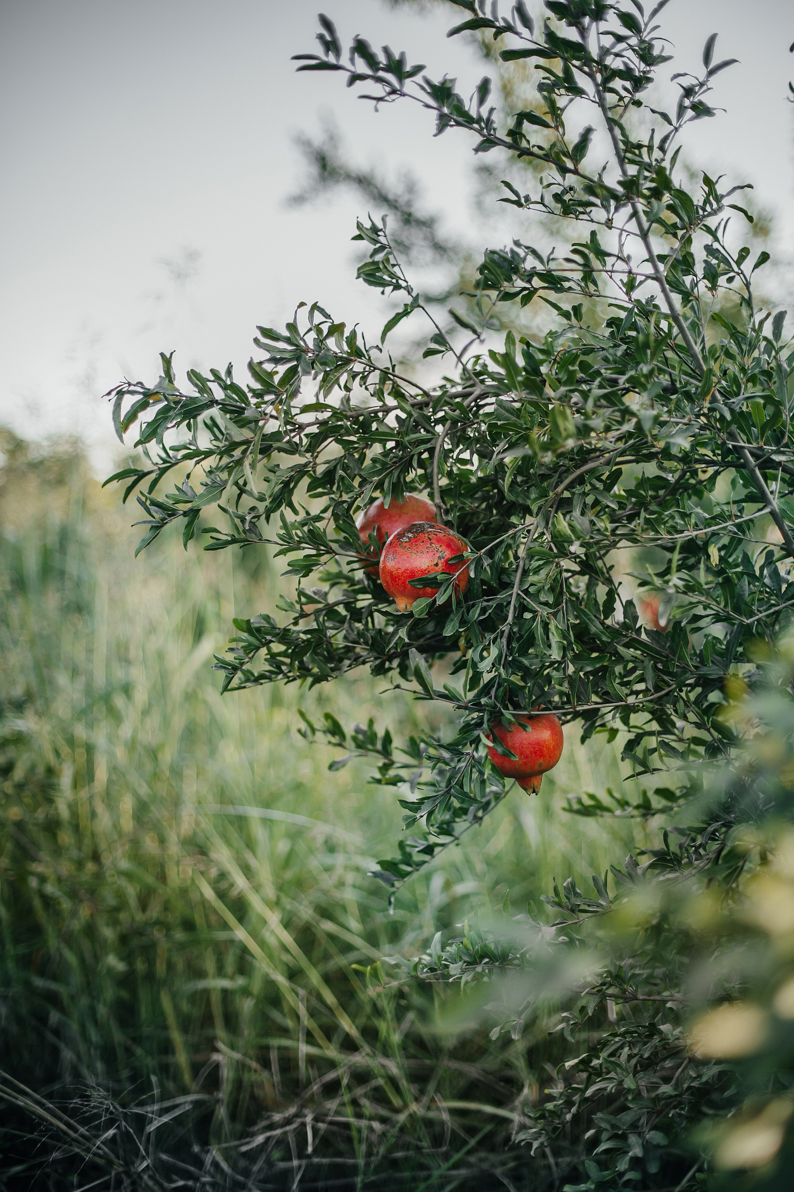 Binyamina garden. Family photographer in Israel