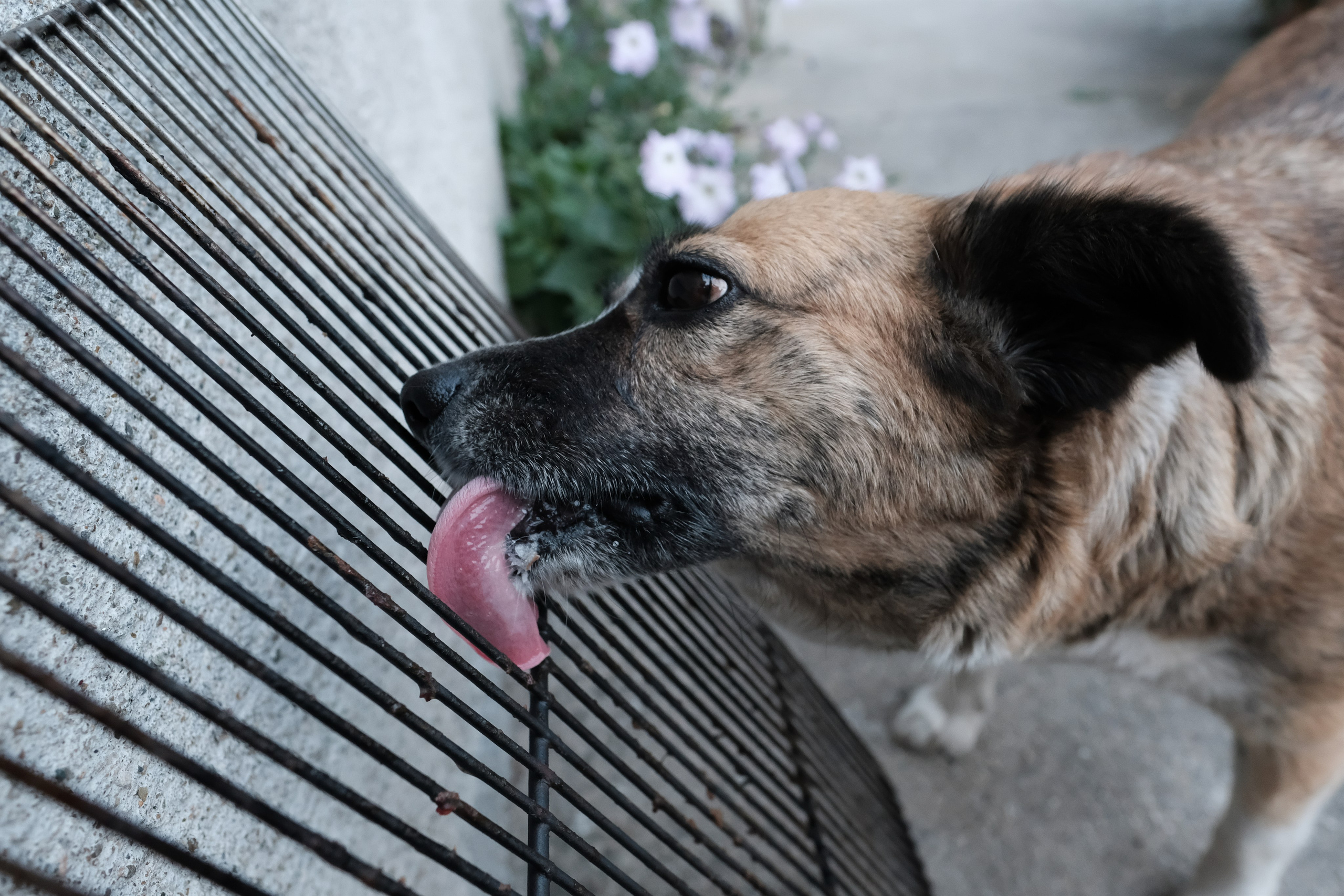 Câini. Pagina principală