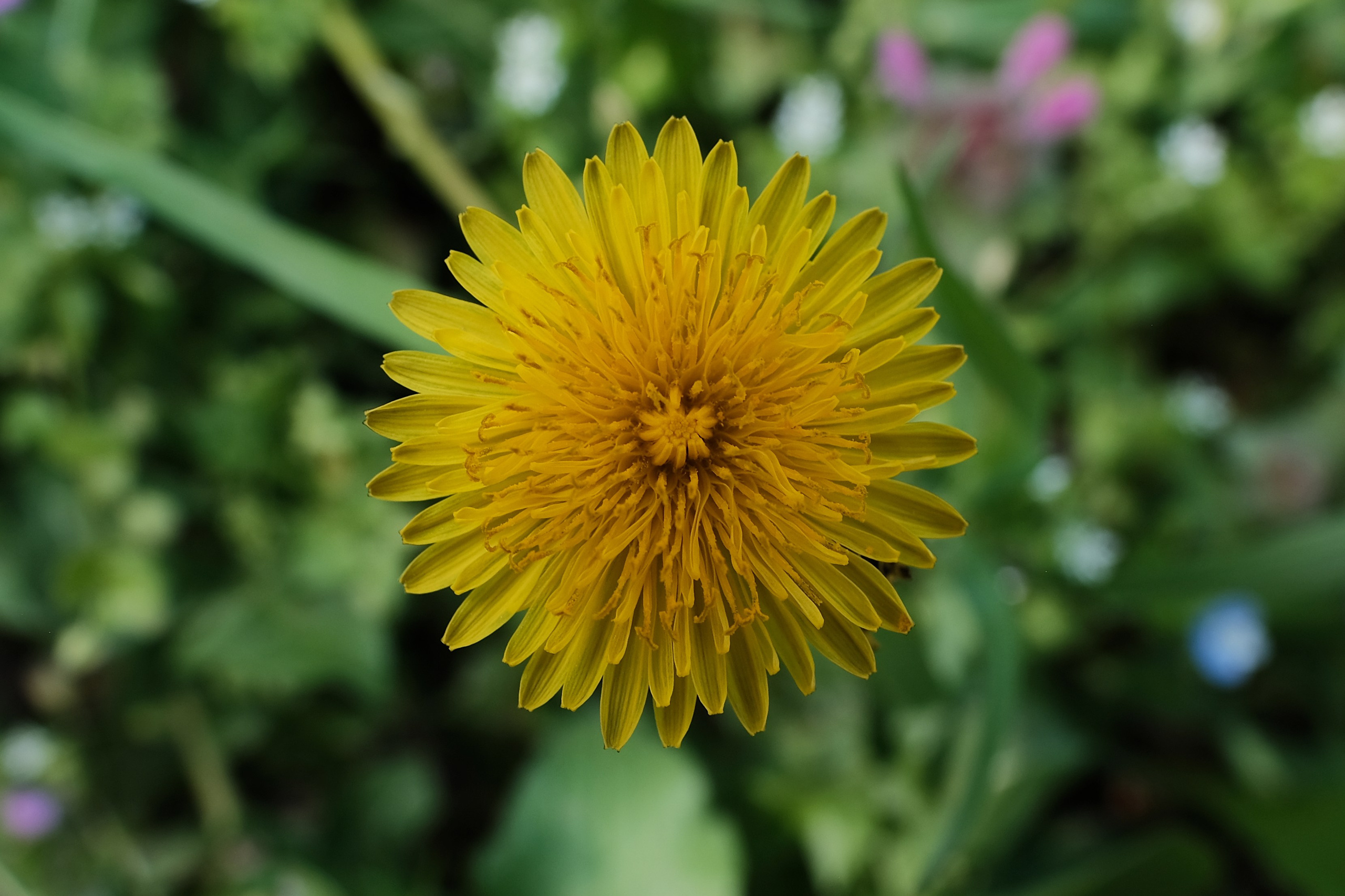 Flori. Pagina principală