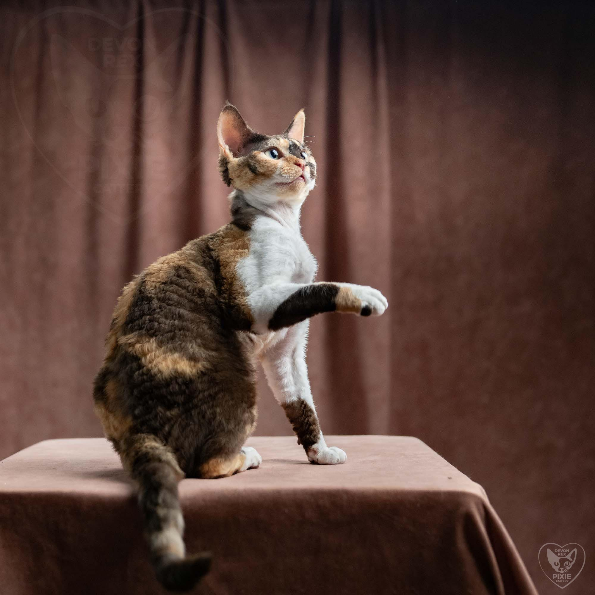 Dottie, girl, born on 06.06.24 NOT AVAILABLE. Devon Rex Pixie Cattery