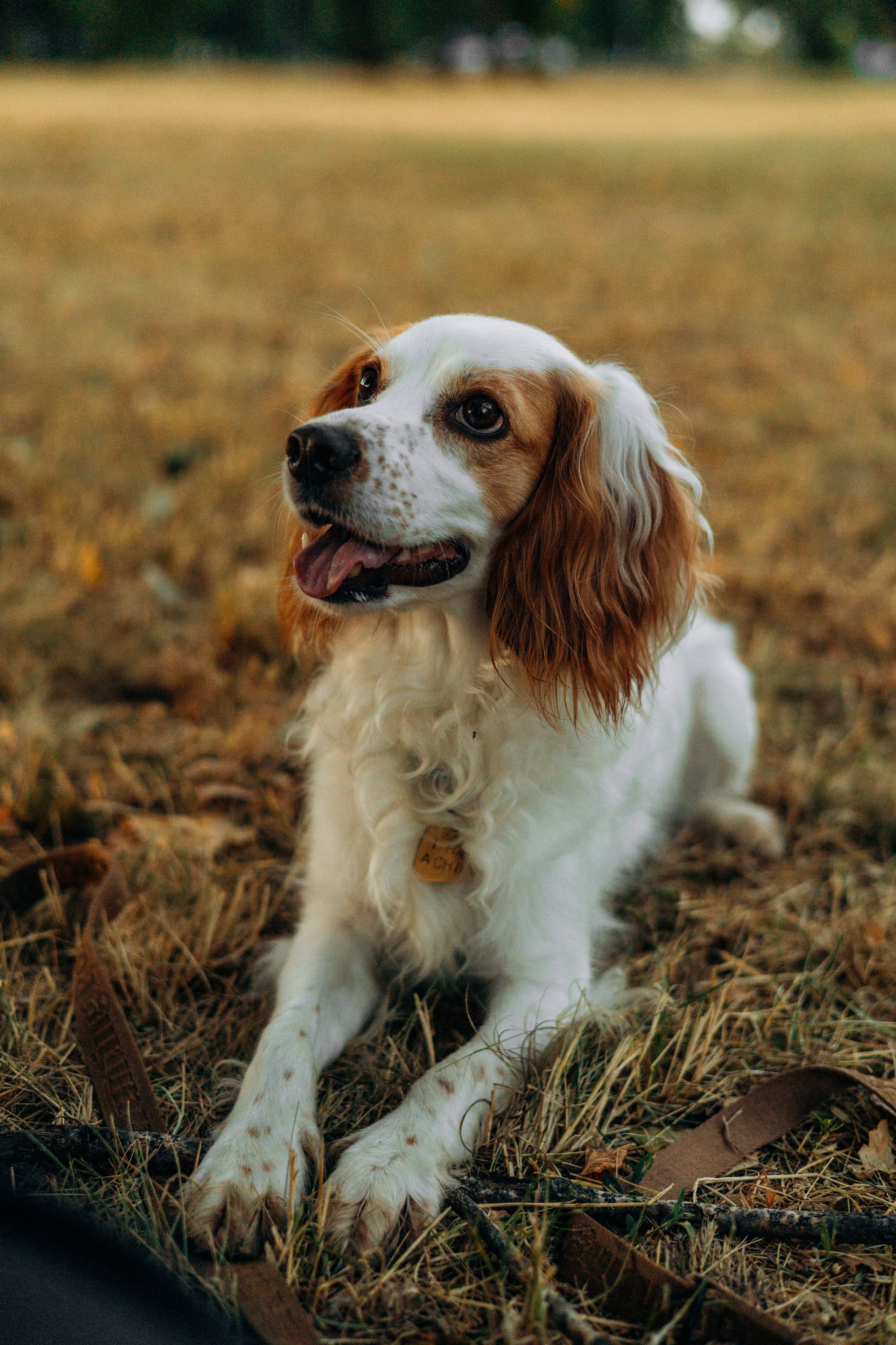 Софья и Арья. Фотограф-анималист | Белград