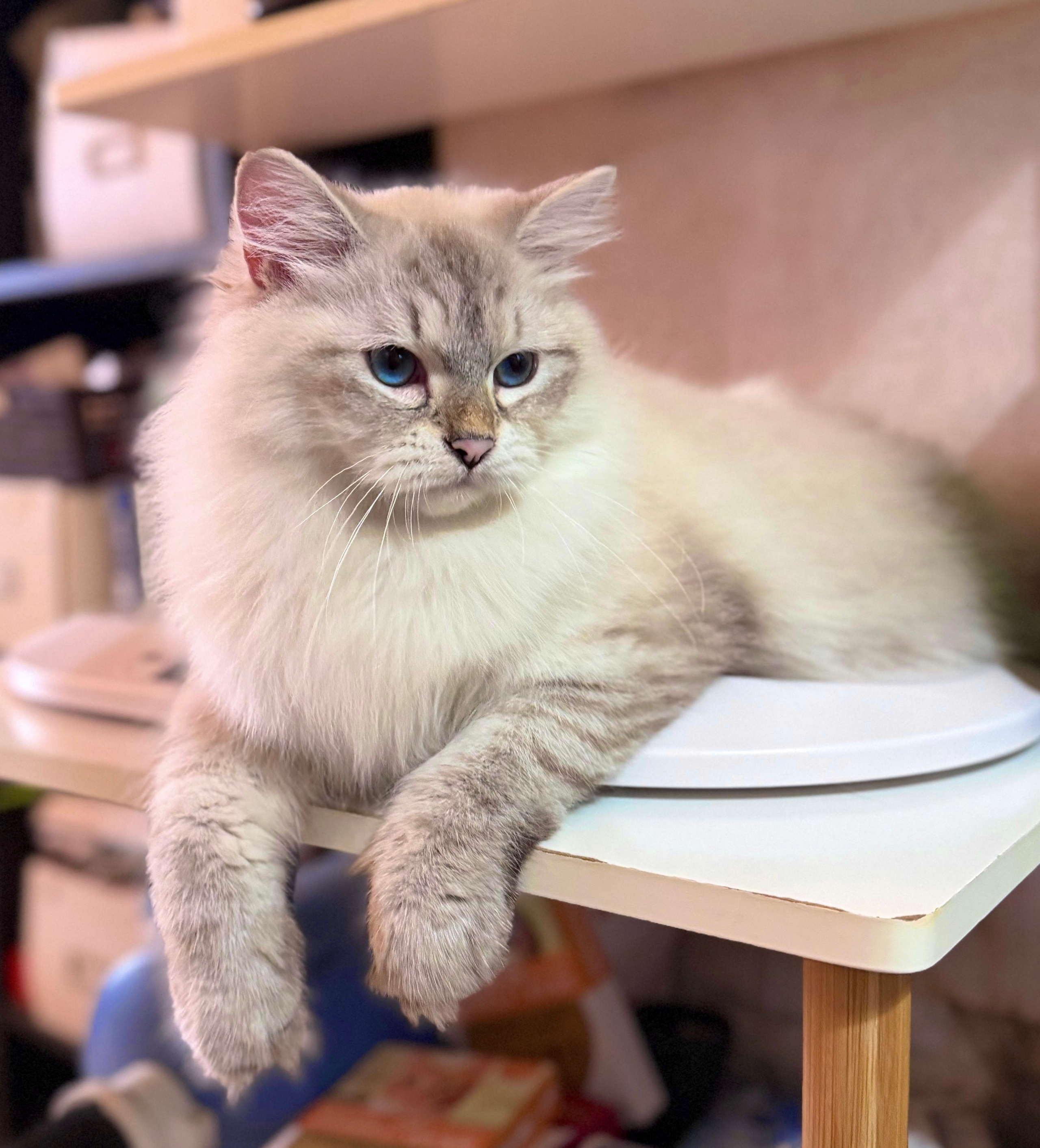 LEMON GREEN SIBERIANS AIUSHA