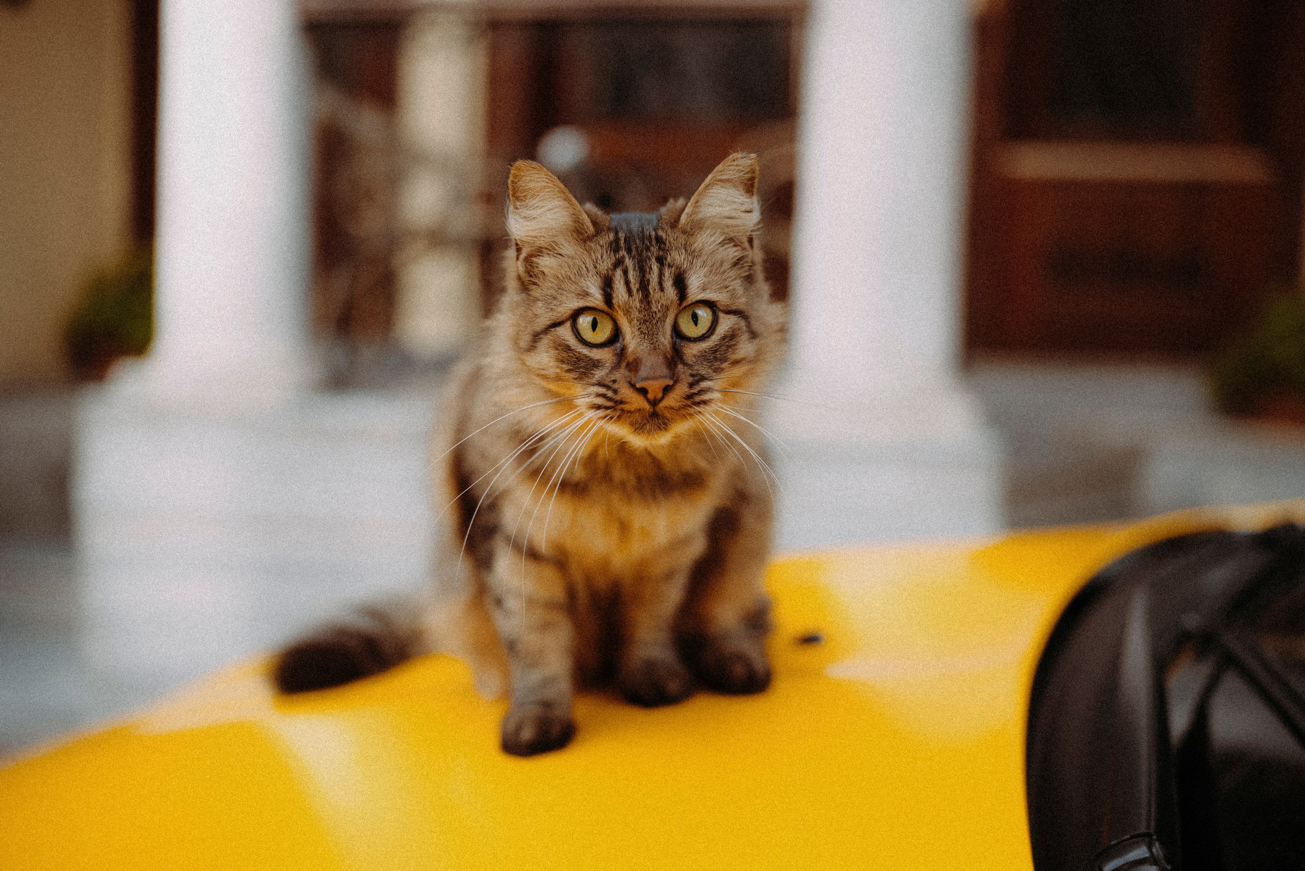 СТАМБУЛ. Стрит-фотография, полная абсурда, идиотизма и красоты