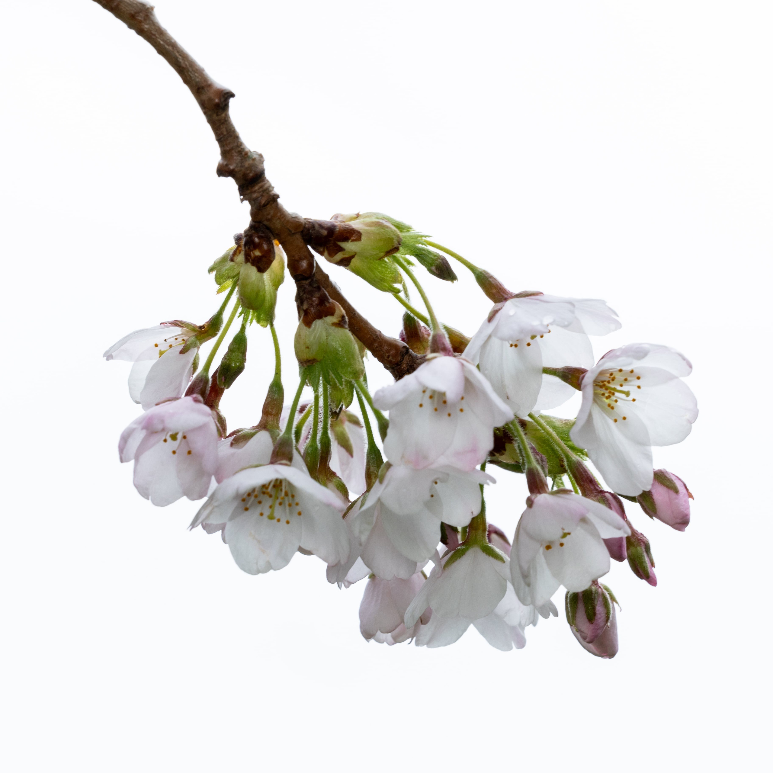 Forår. Fotograf Aarhus | Portrætfoto Århus | Flotte billeder