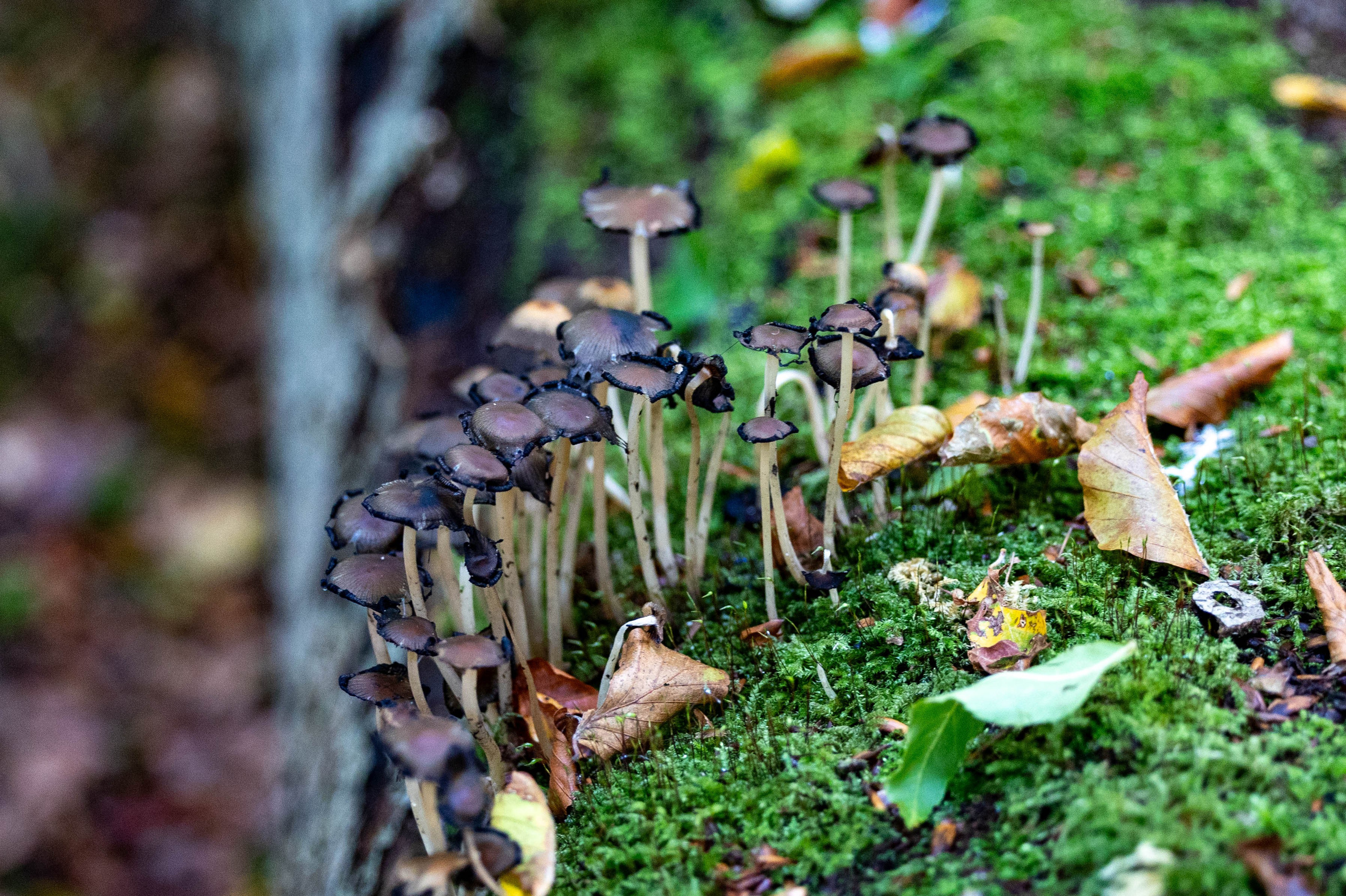 Efterår. Fotograf Aarhus | Portrætfoto Århus | Flotte billeder