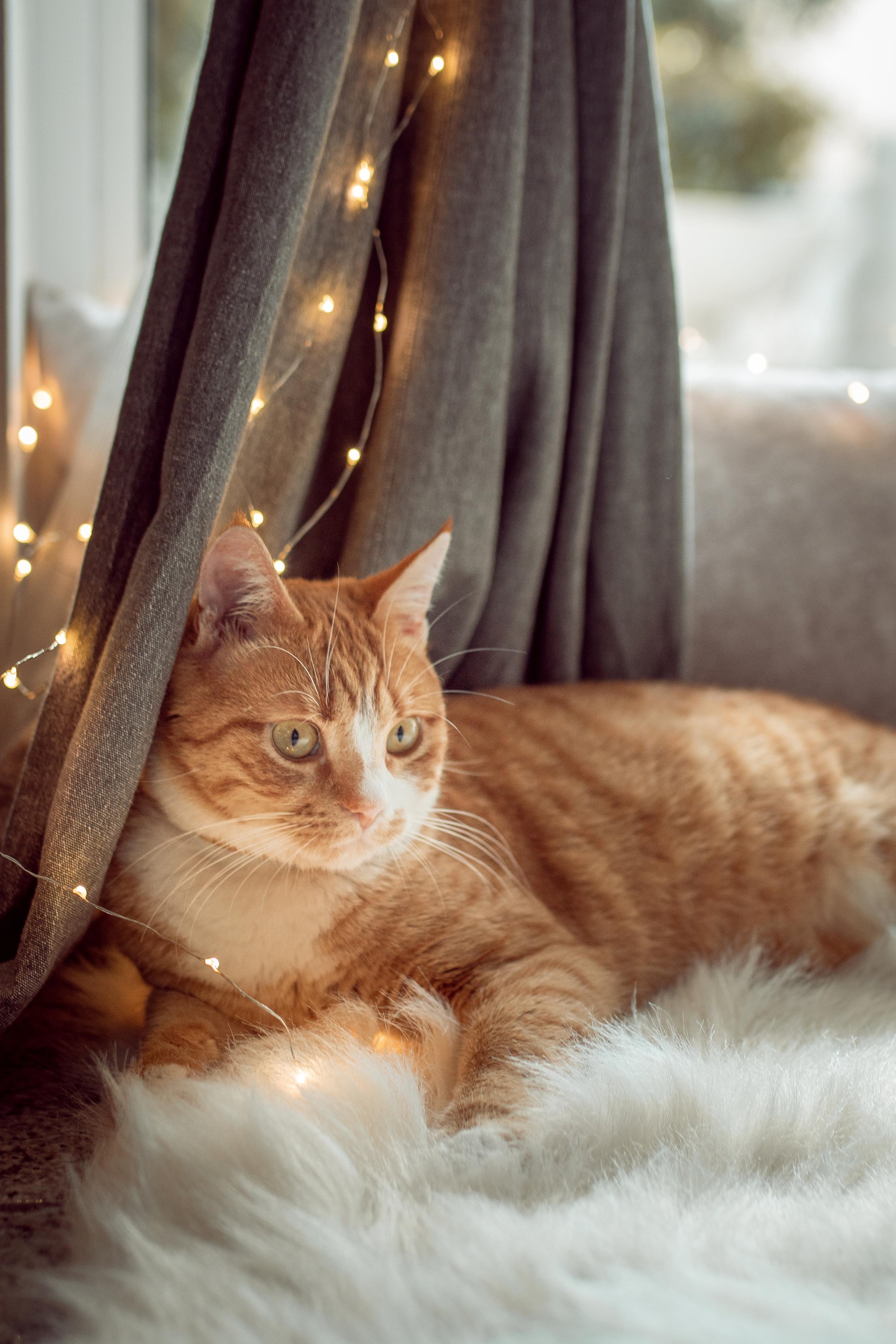 Home Christmas mini photoshoot. Family Photographer in Greece