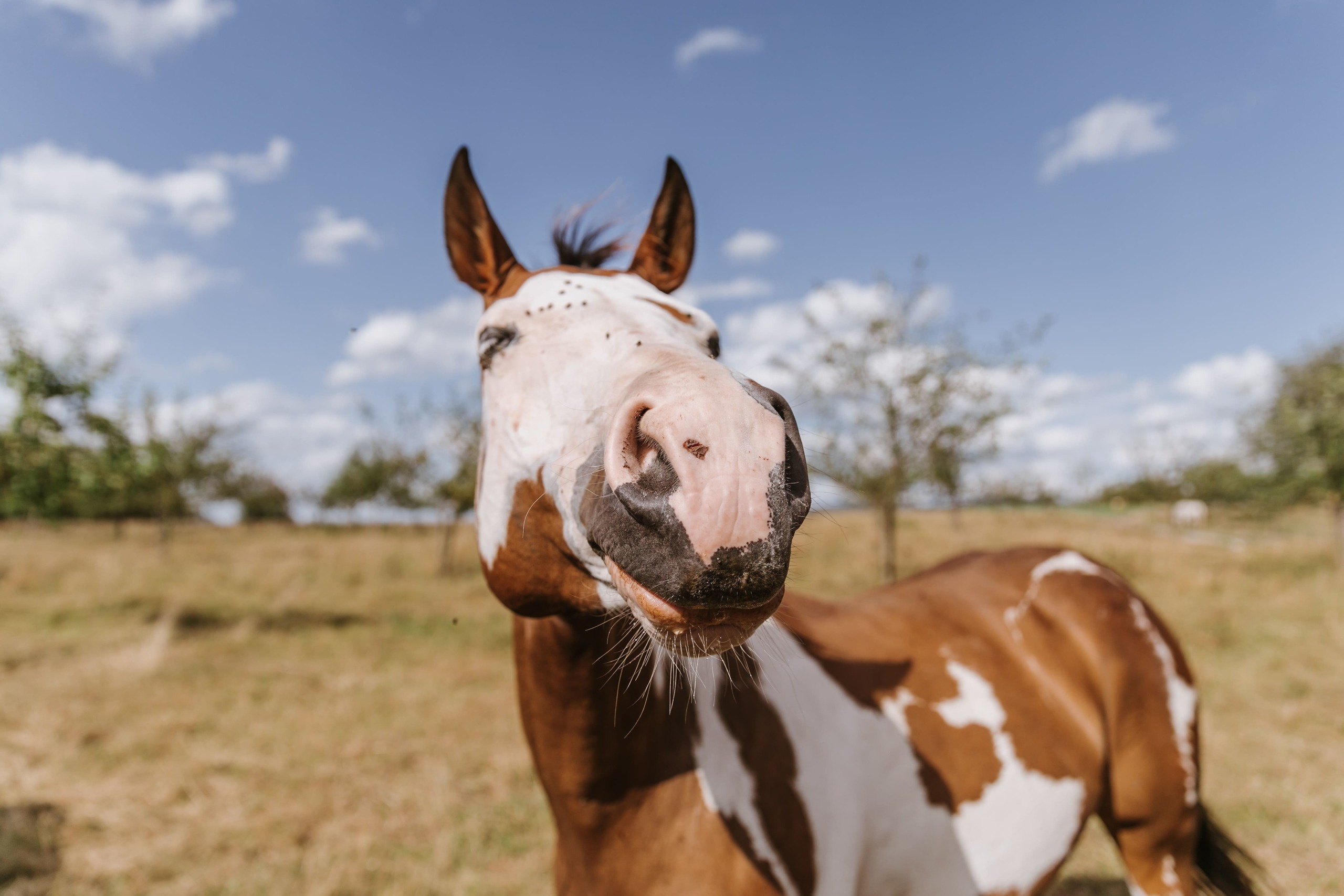 Ein braun-weißer Pferd steckt seine Schnauze ins Bild.