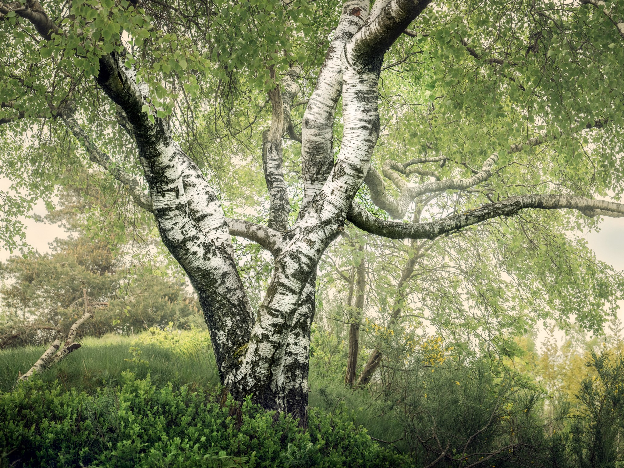 Woodlands. Nature Photographer and Videographer from Germany