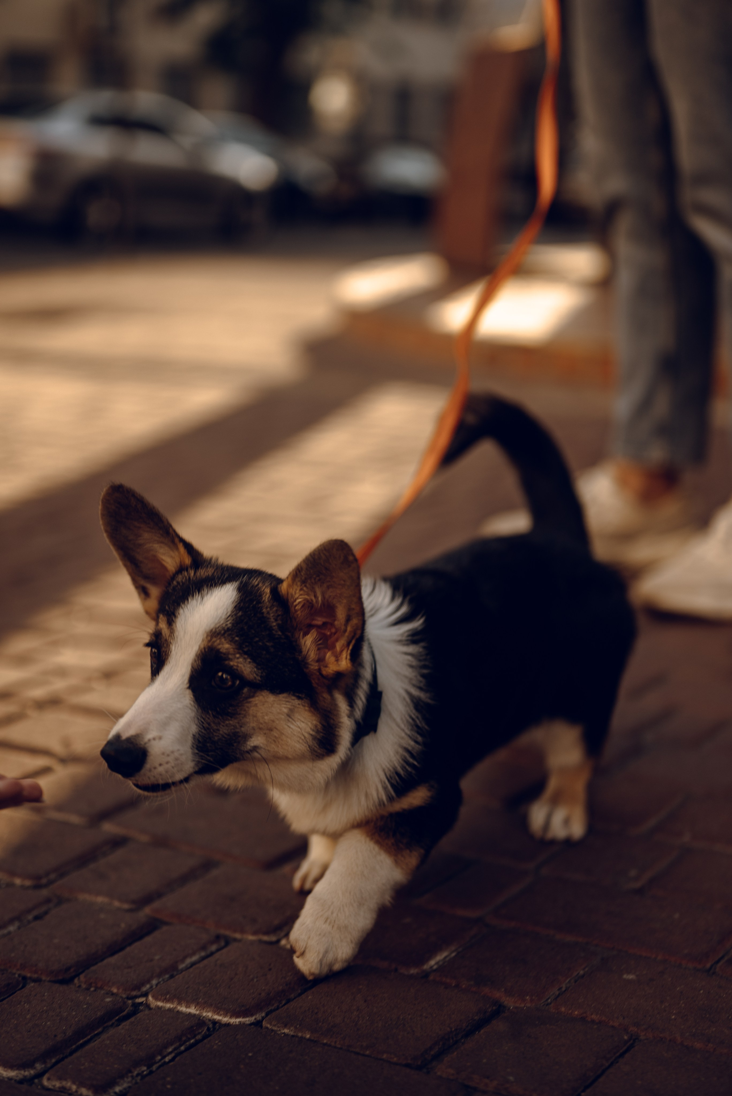 Анна, Назар и Морти. Фотограф Ирина Новикова