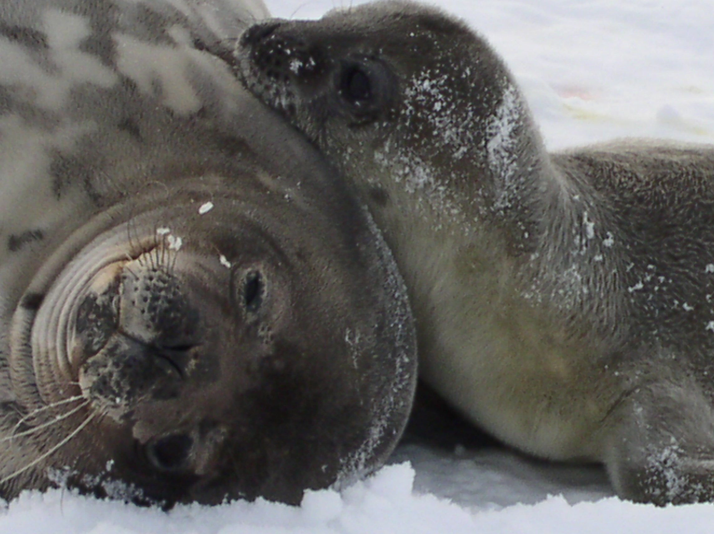 ANTARCTICA. Reportage concert portrait photography in the San Francisco Bay Area
