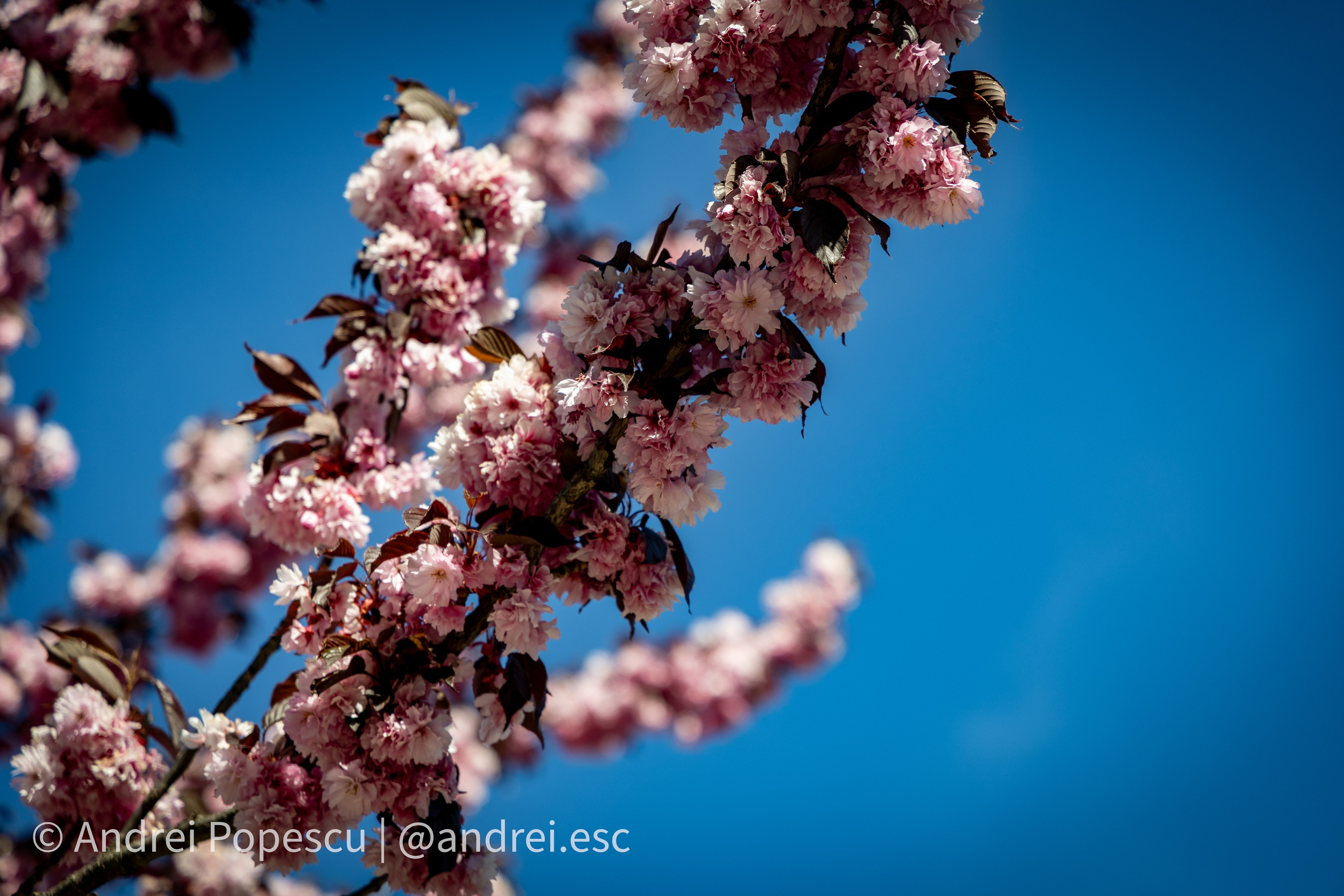 Andrei Popescu Photography