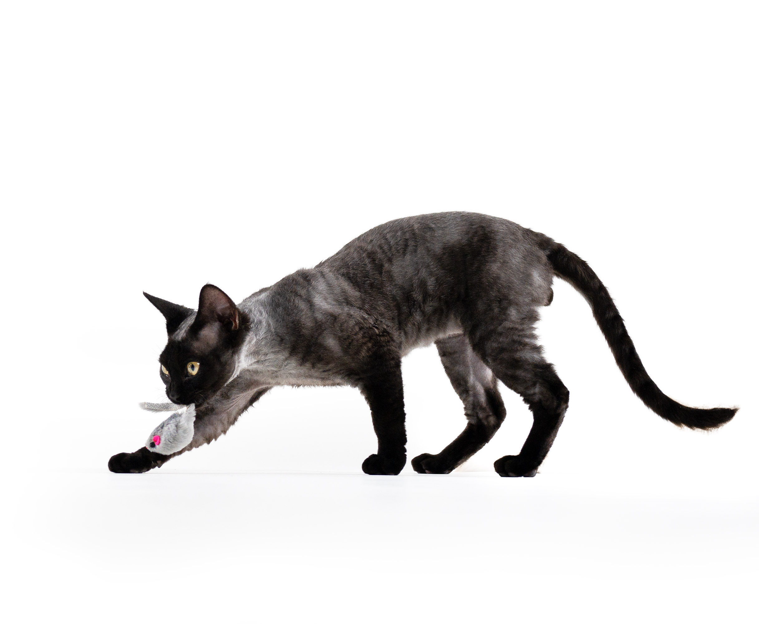 Devon Rex. Photographer Irina Kozhemyakina. Houston