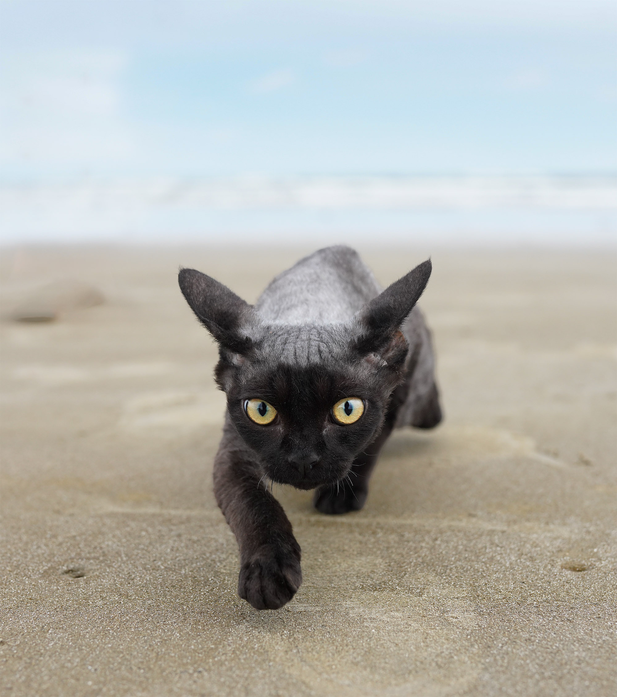 Devon Rex. Photographer Irina Kozhemyakina. Houston