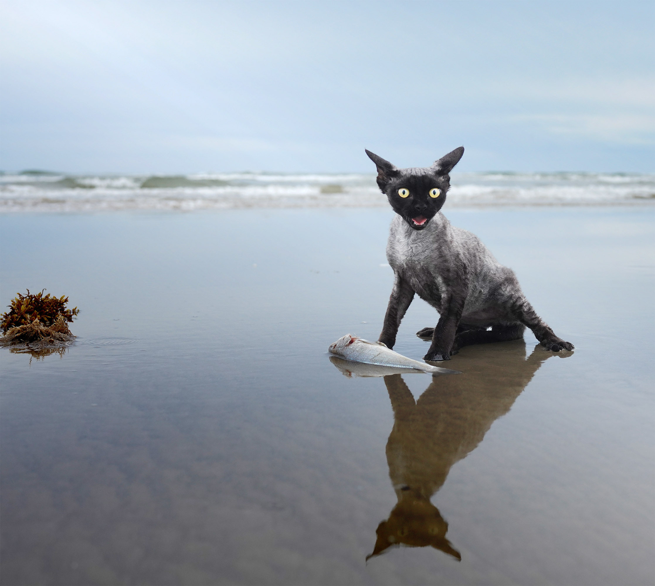 Devon Rex. Photographer Irina Kozhemyakina. Houston