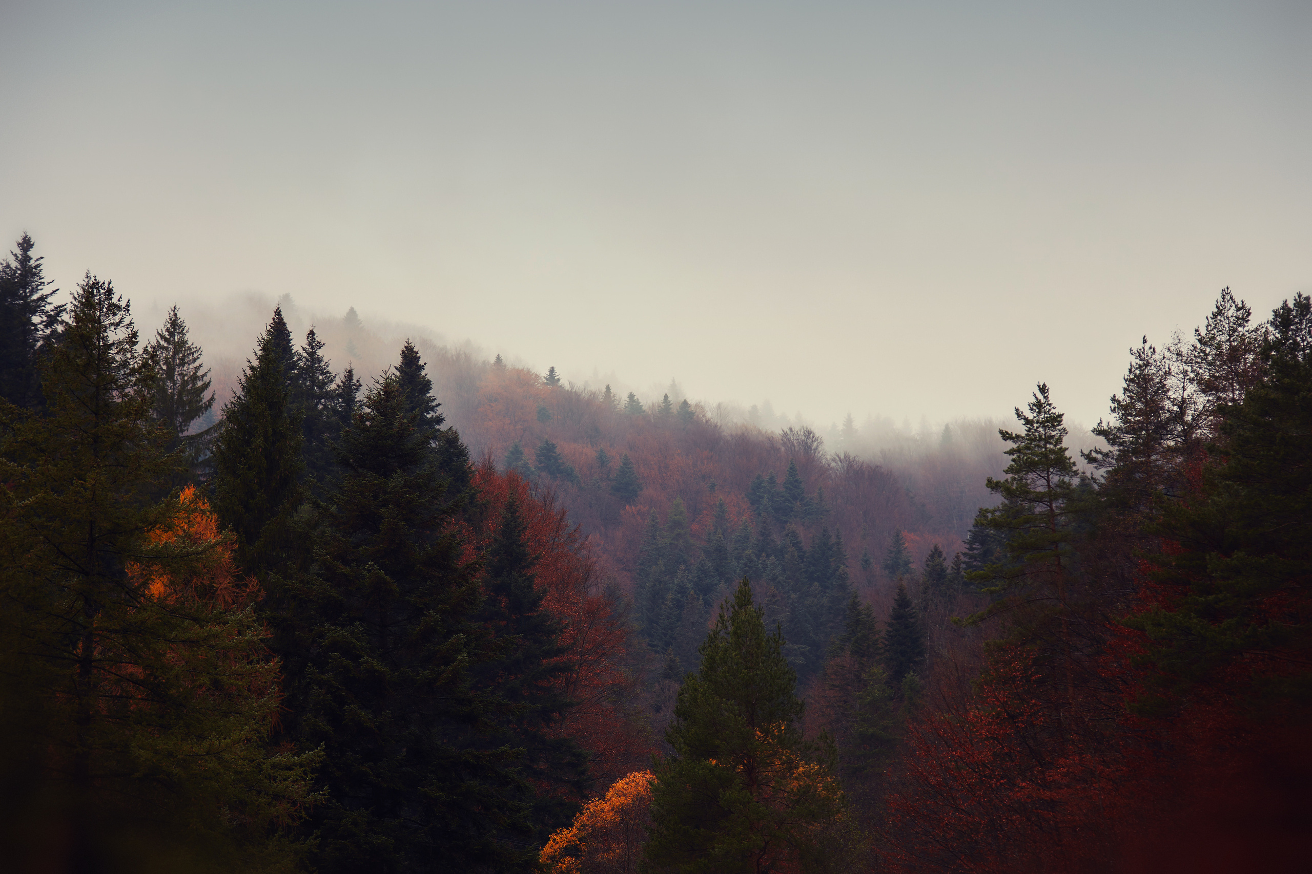 Fotosesii. Fotograf de Nuntă | Familie | Portret - Iulian Doroganici