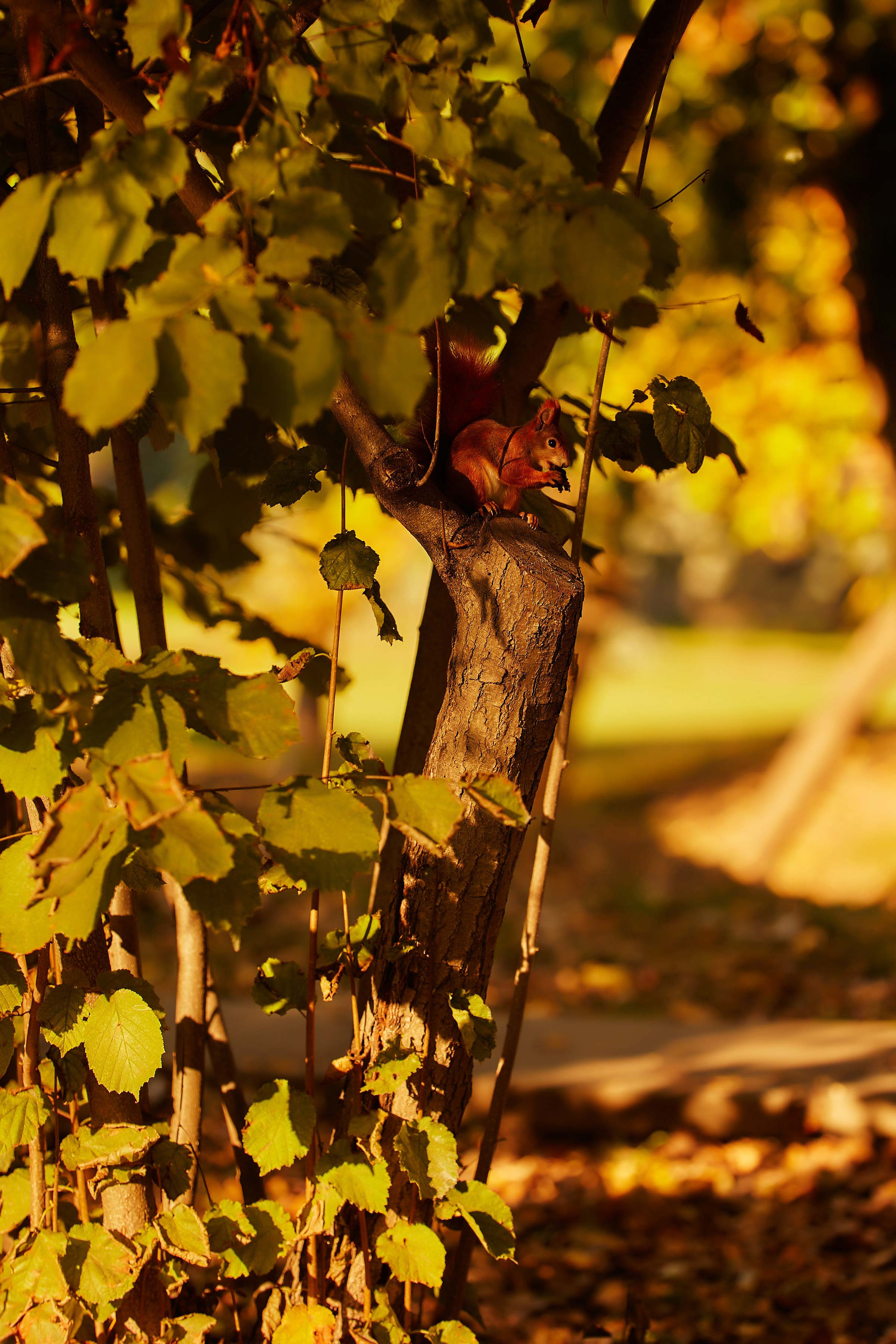Fotosesii. Fotograf de Nuntă | Familie | Portret - Iulian Doroganici