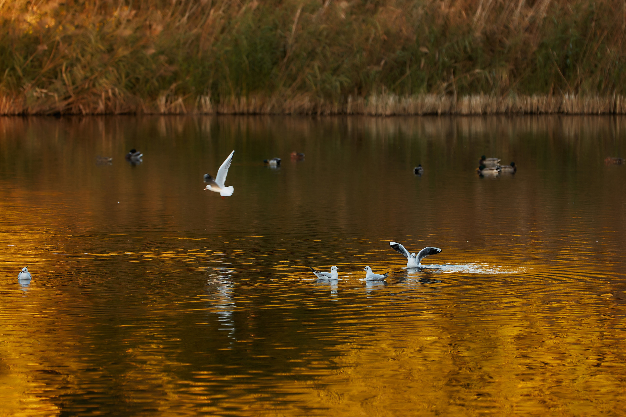 Fotosesii. Fotograf de Nuntă | Familie | Portret - Iulian Doroganici