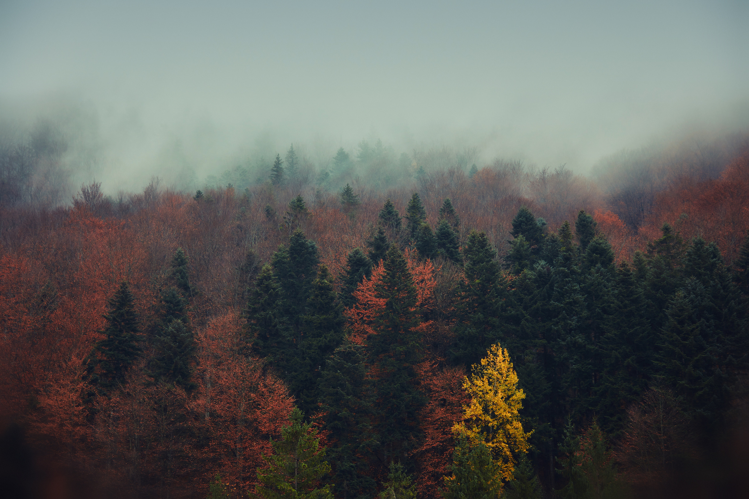 Fotosesii. Fotograf de Nuntă | Familie | Portret - Iulian Doroganici