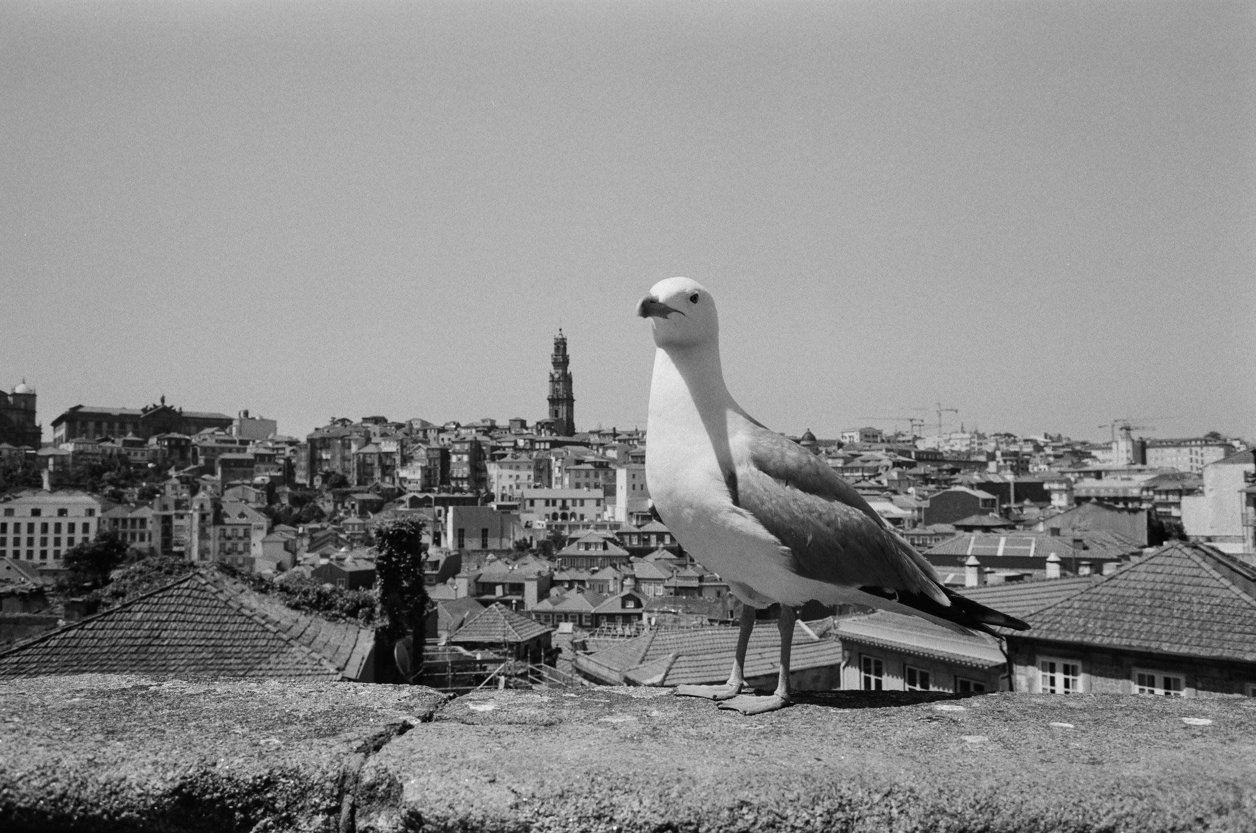 Möwe über den Dächern von Porto mit Stadtblick