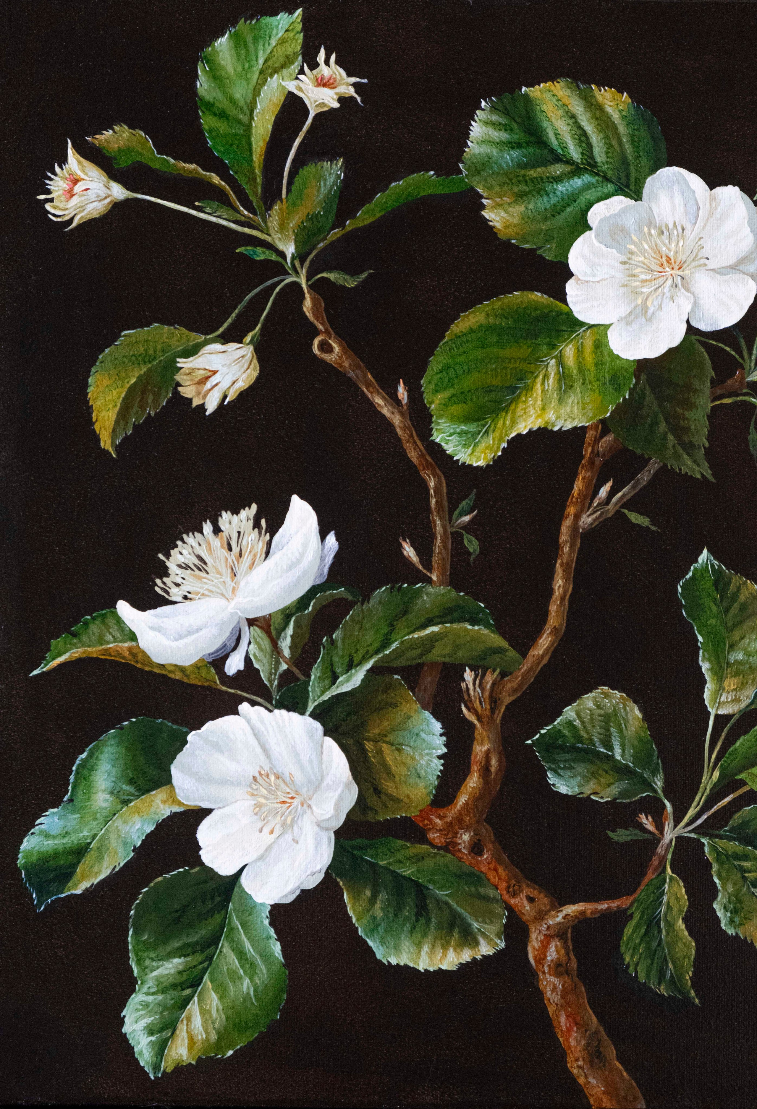 Botanical Etude No. 10. ELEN BEZHEN