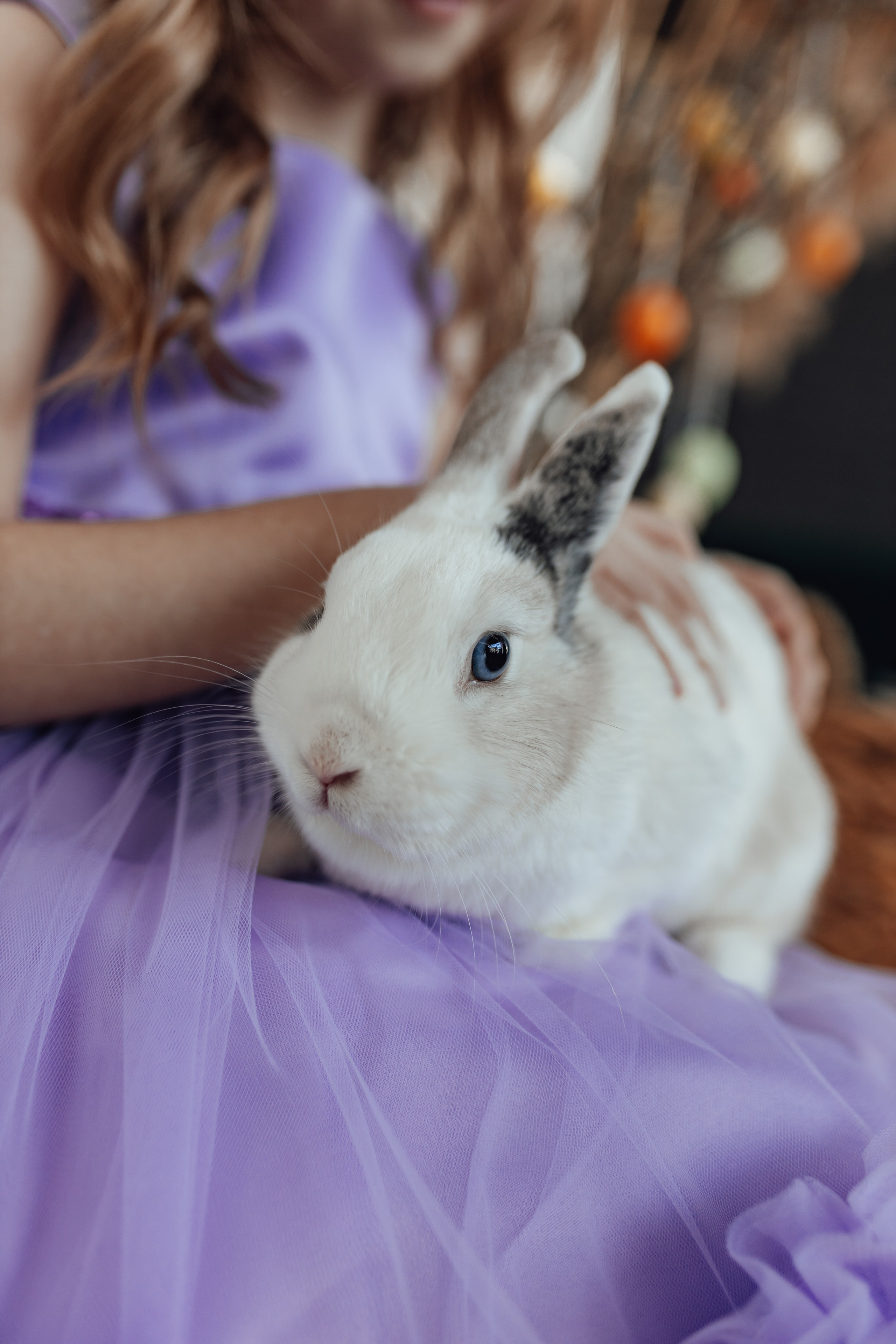 Zaķīši un kaķīši