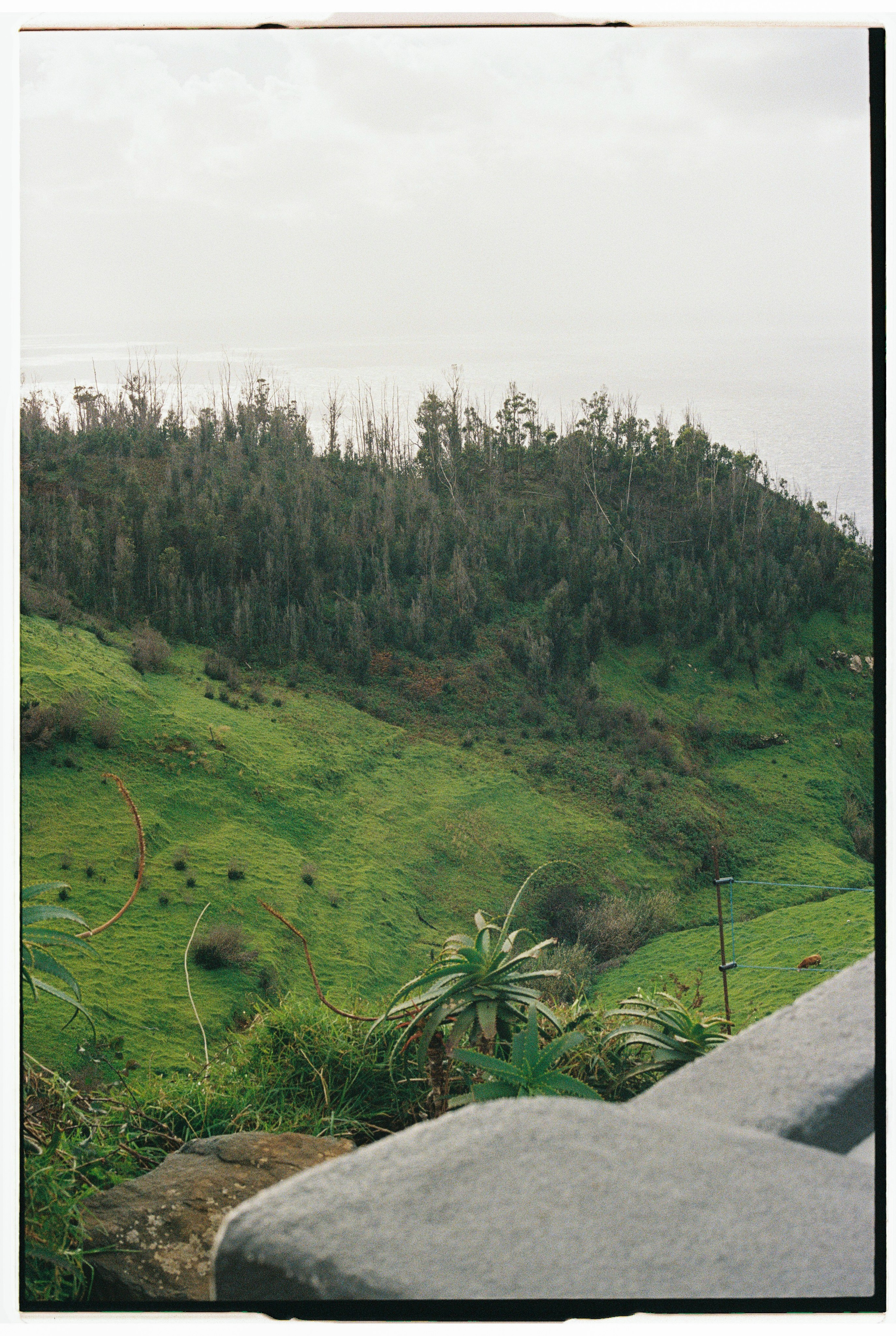 Madeira on film. Portrait photographer in Madeira — Marina Shtukina