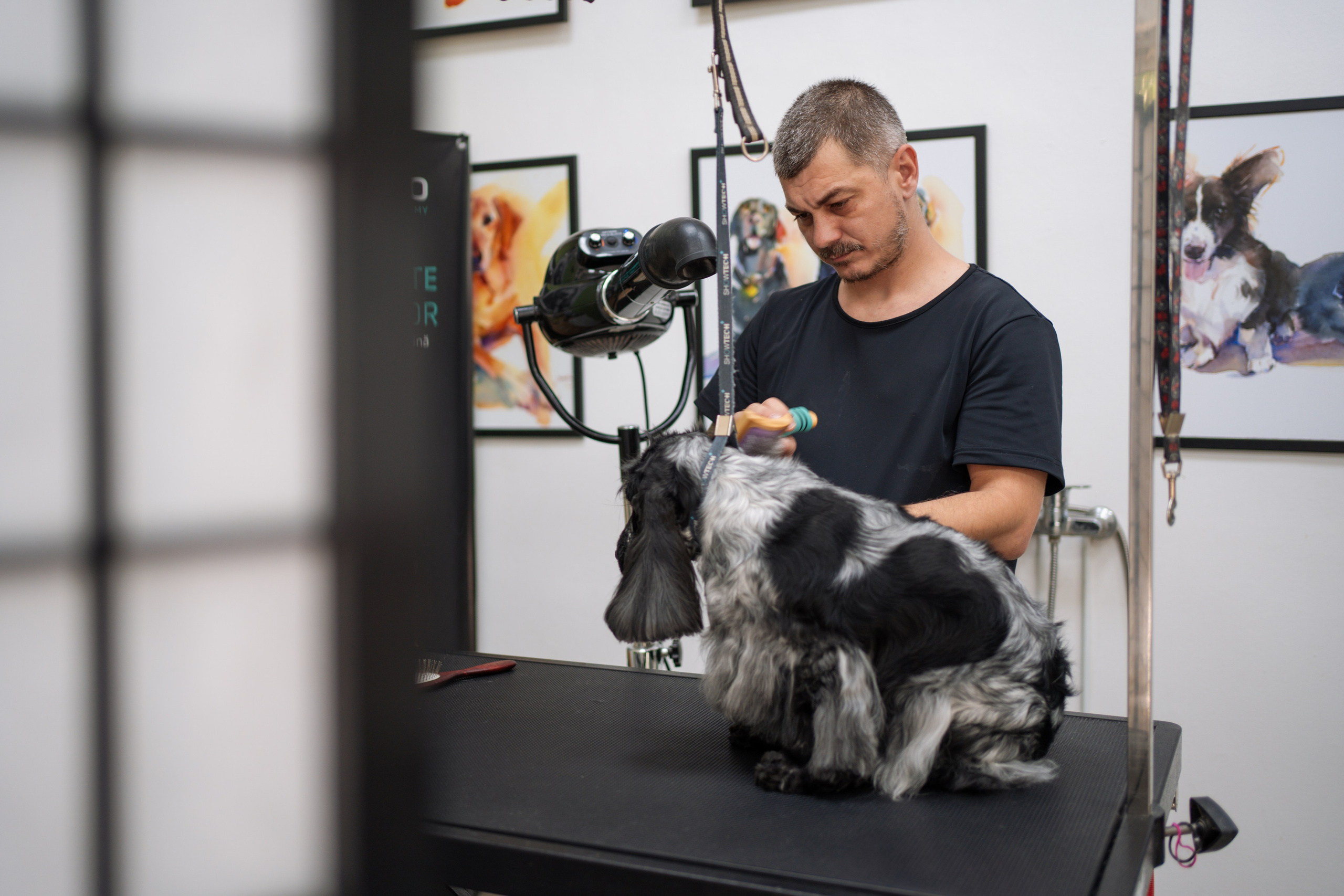 PetGroom Timisoara. Cozac Cristian Photographer
