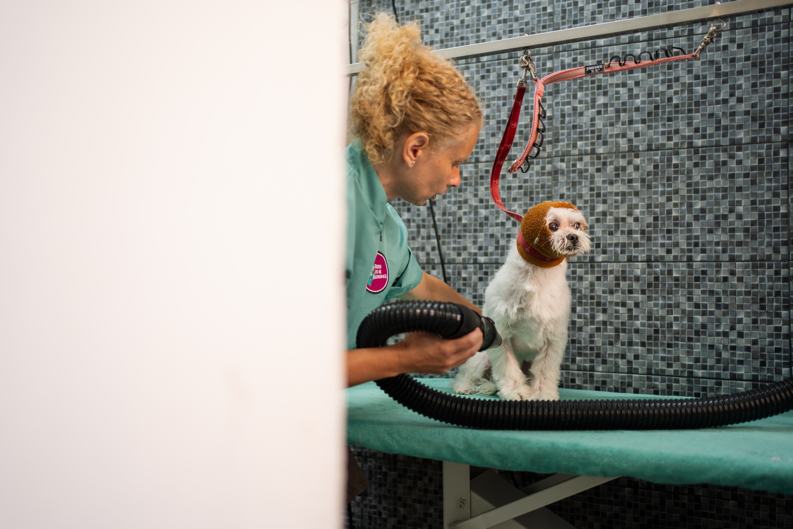 PetGroom Timisoara. Cozac Cristian Photographer