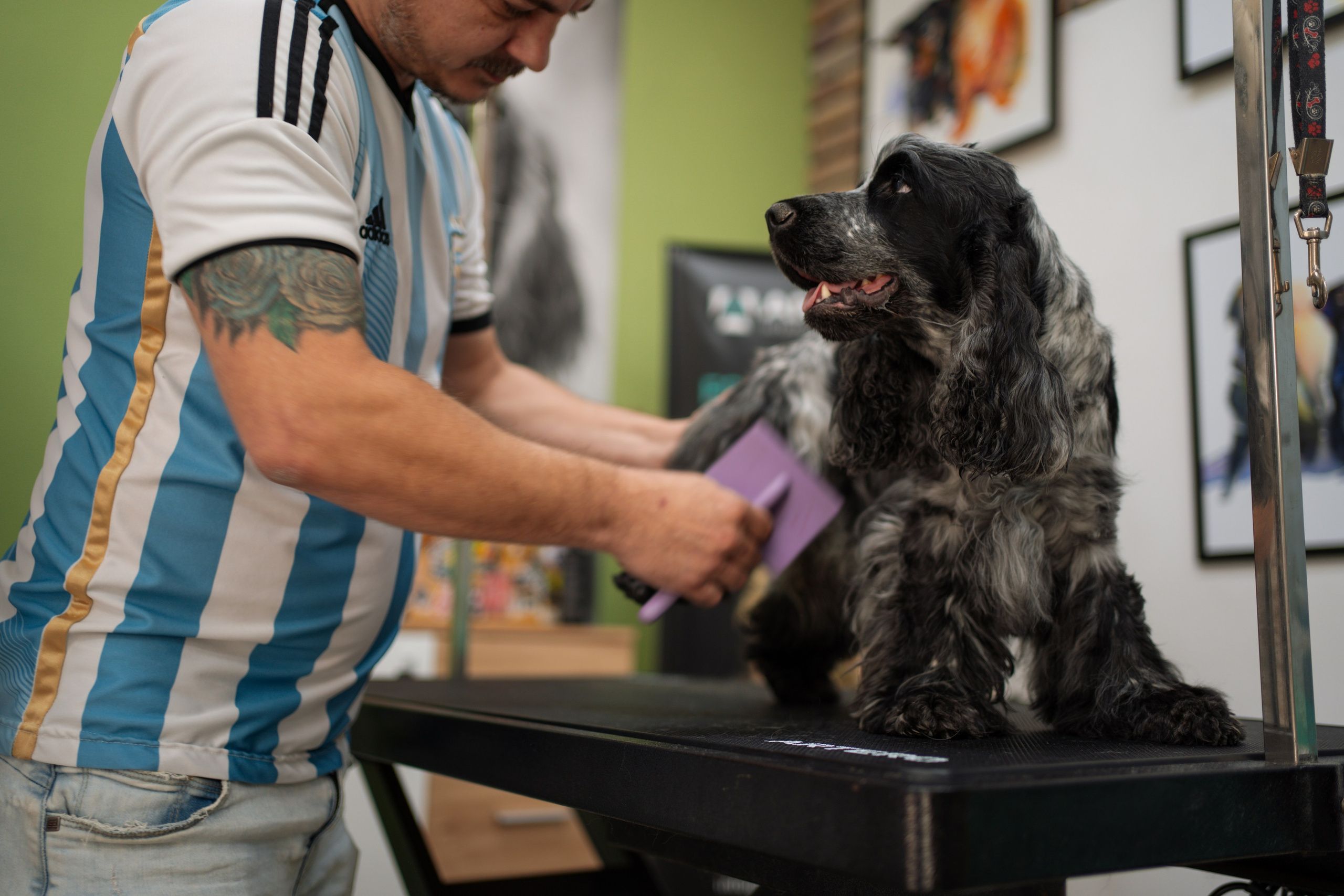 PetGroom Timisoara. Cozac Cristian Photographer
