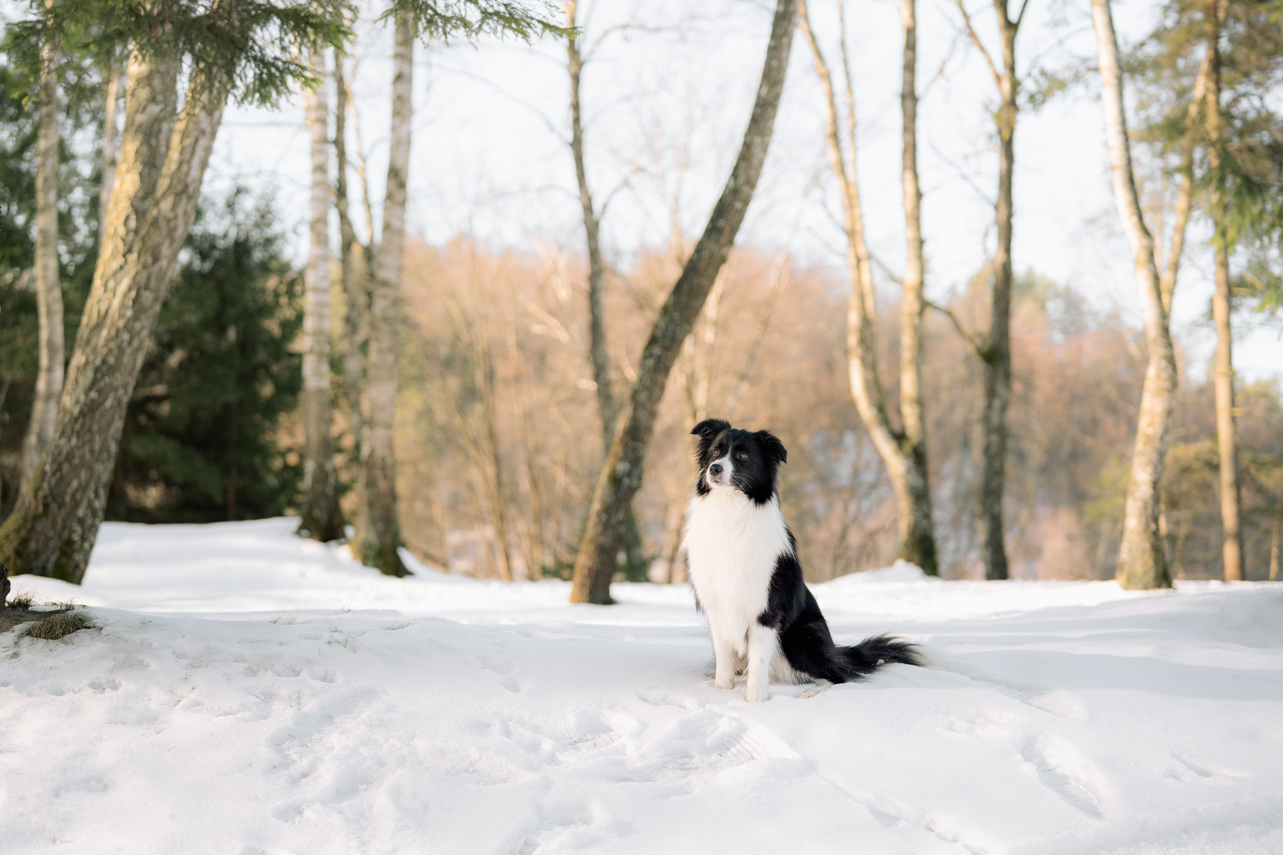 Gabija, Deka ir šaltas žiemos rytas. Vita Klimaševska ○ Fluffy Soulmate Photography