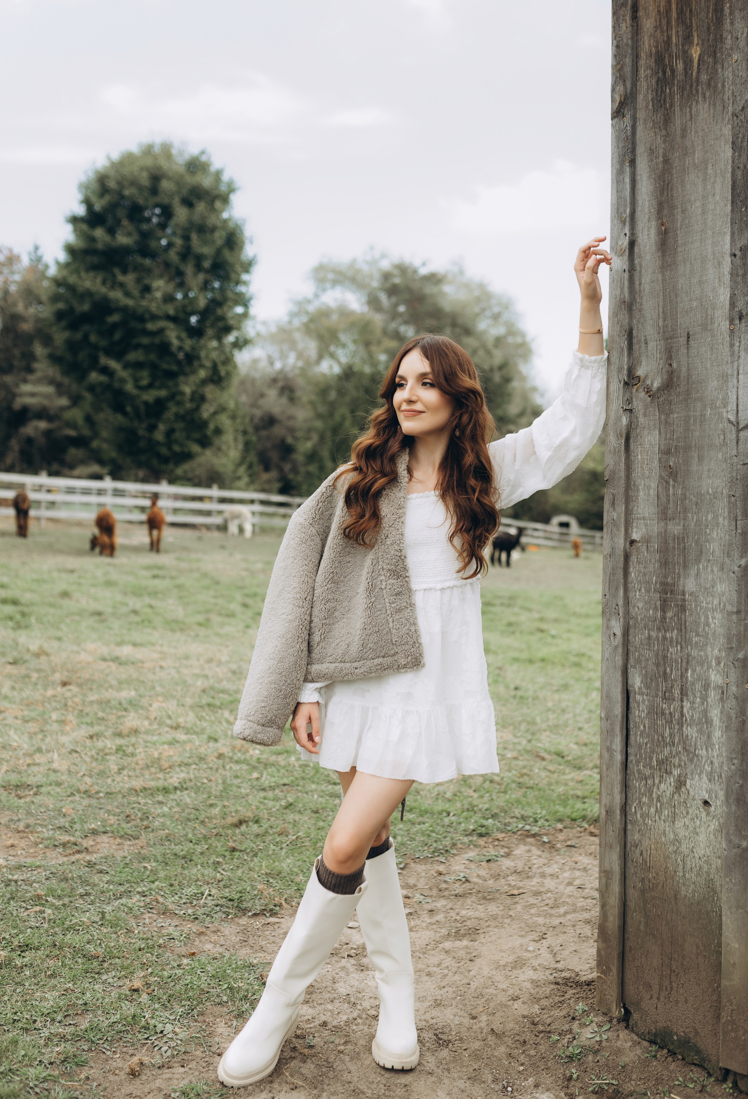 Alpacas Farm. Chernenko.photography