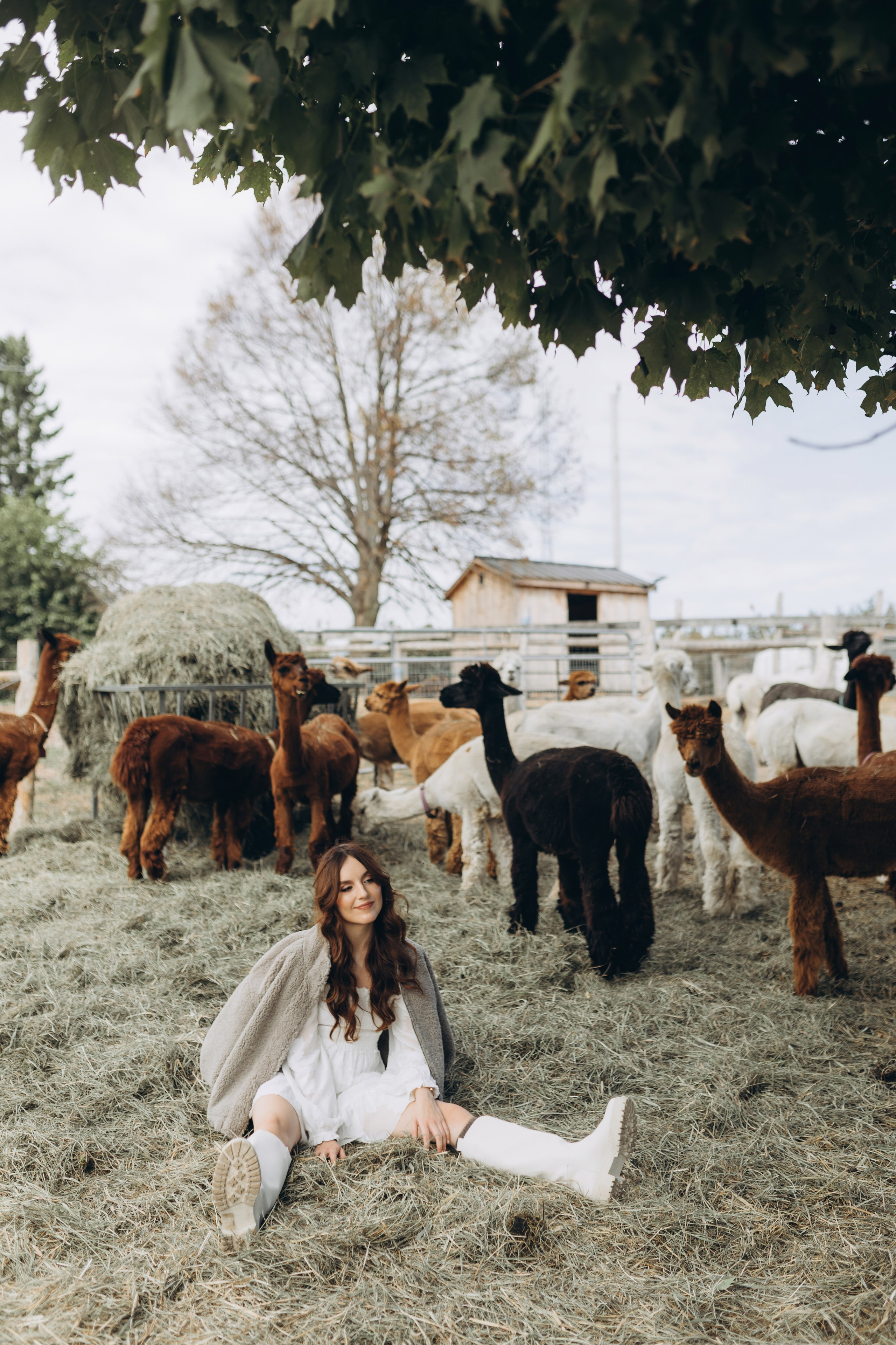 Alpacas Farm. Chernenko.photography