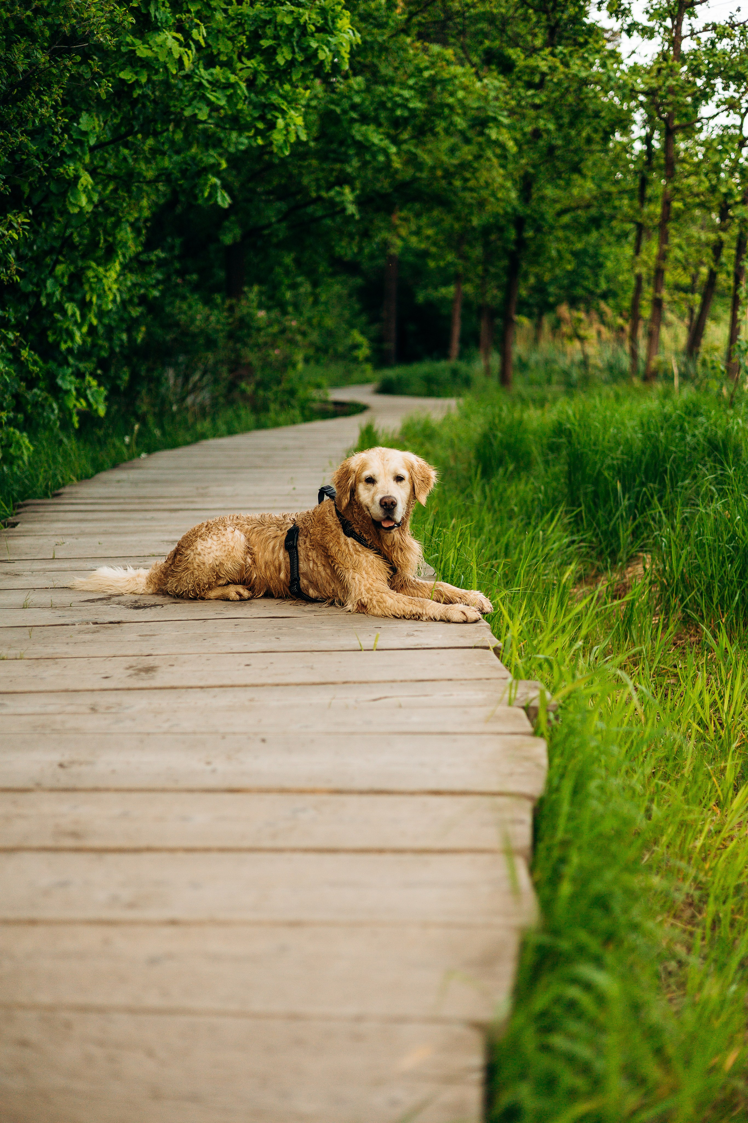 Настя, Арчи, Арагон. Фотограф-анималист | Белград